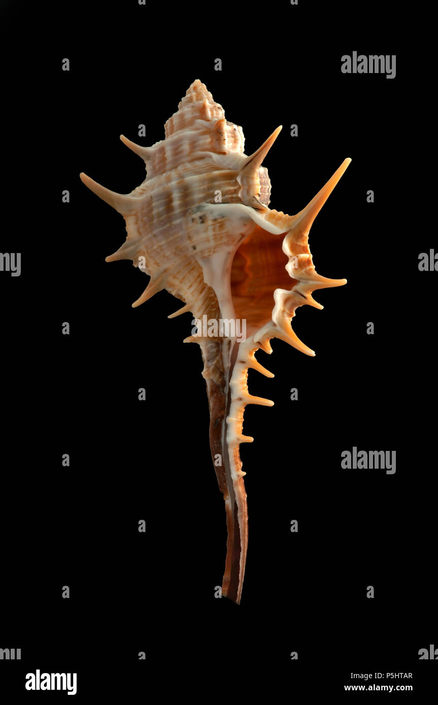 Muschel von Murex trapa. Malakologie Sammlung. Spanien. Europa Stockfoto