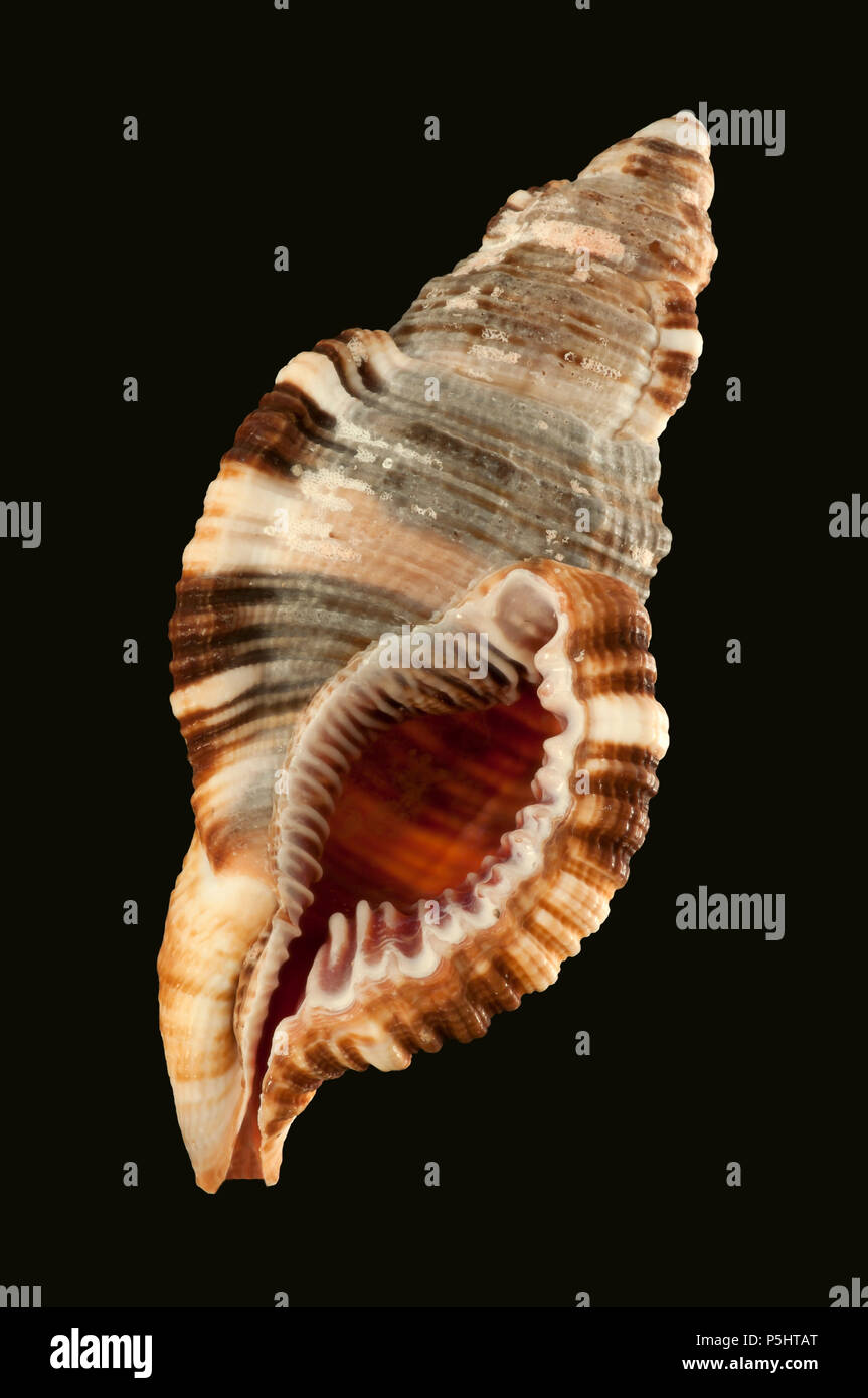 Seashells von Monoplex pilearis (oder Cymatium pileare). Malakologie Sammlung. Spanien. Europa Stockfoto