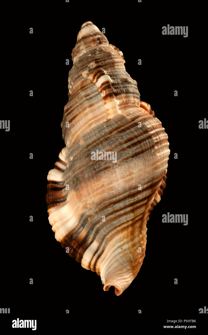 Seashells von Monoplex pilearis (oder Cymatium pileare). Malakologie Sammlung. Spanien. Europa Stockfoto