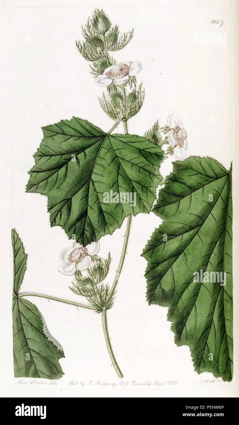 N/A. Français: Rubus alceifolius Poiret [als Rubus roridus Lindl.] Abbildung von der Missouri Botanical Garden beigetragen. Vom 4. Oktober 2012, 02:32:58. Missouri Botanical Garden 38 38434 Rubus alceifolius Poiret Stockfoto