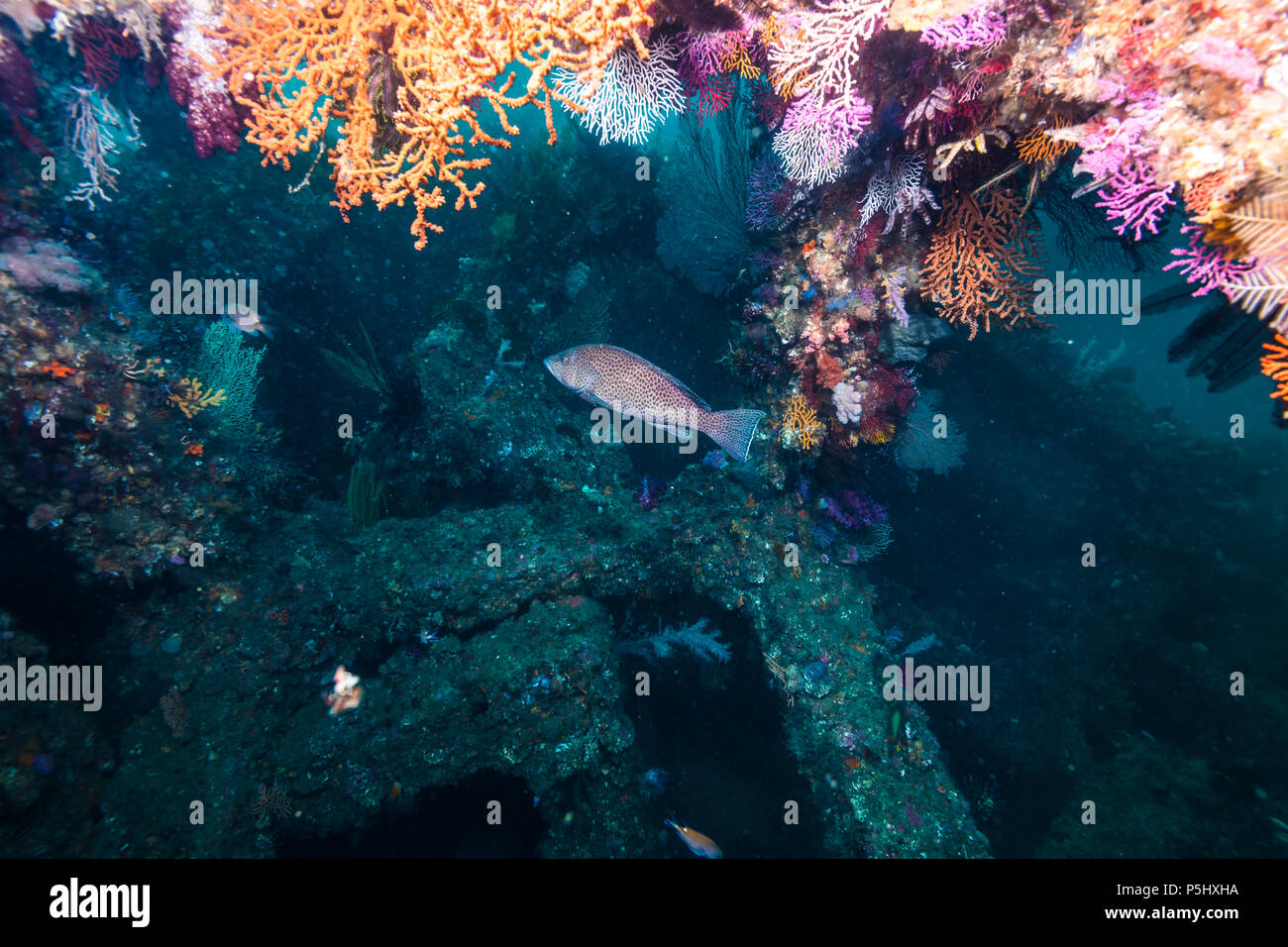 Künstliche fisch Riff in Owase, Mie, - Japan Stockfoto