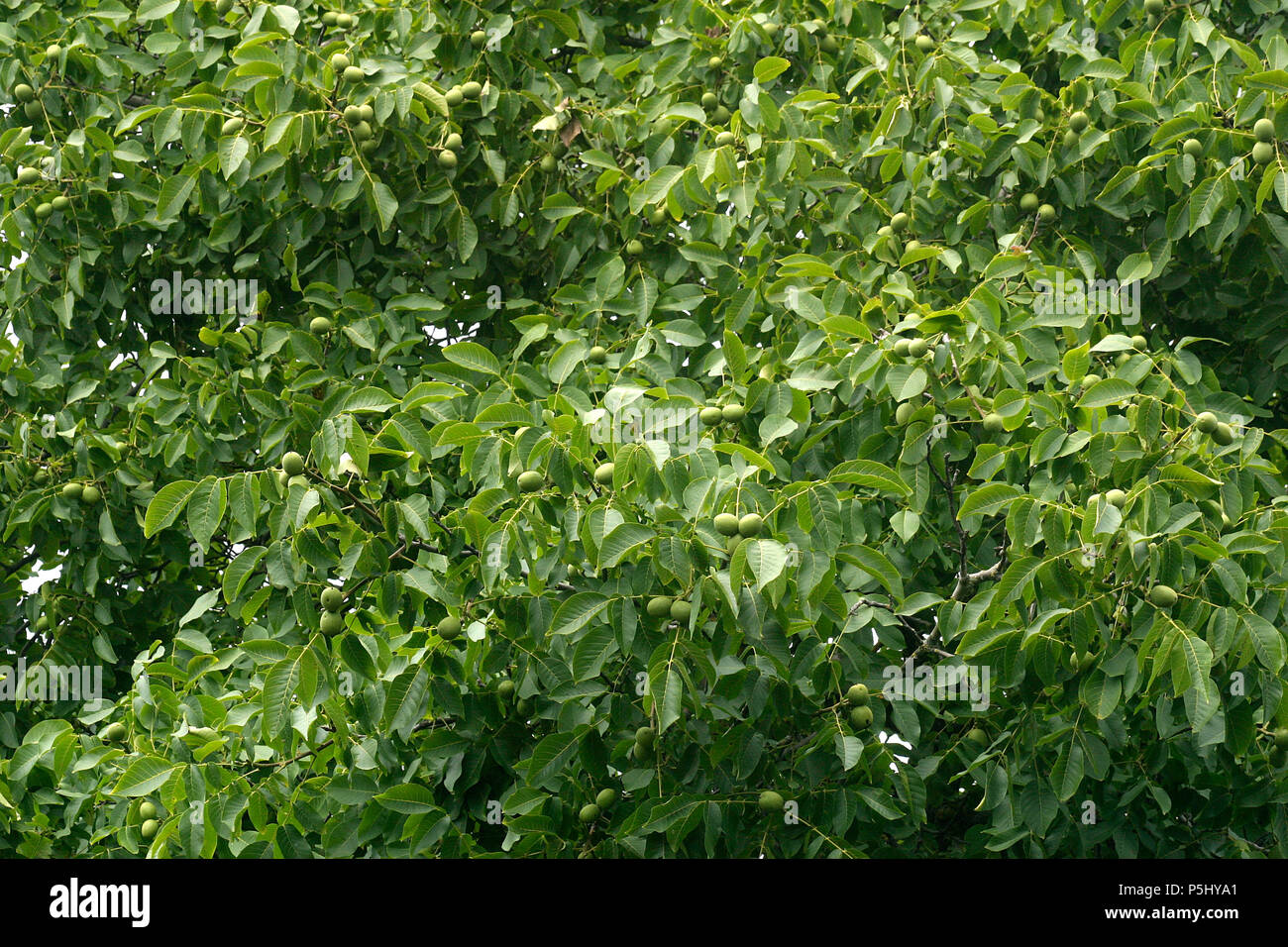 Walnüsse in Baum in Ihren grünen Schalen Stockfoto