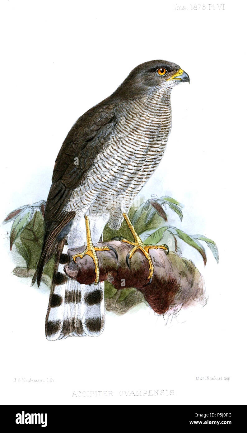 N/A. Englisch: "accipiter Accipiter ovampensis ovampensis" = (Ovambo Sperber) Français: "accipiter Accipiter ovampensis ovampensis" = (Épervier des Ovampos). 1875. John gerrard Keulemans (1842-1912) Alternative Namen Johannes Gerardus Keulemans; J. G. Keulemans Beschreibung niederländische Ornithologe und Künstler Geburtsdatum / Tod vom 8. Juni 1842 29. Dezember 1912 Ort der Geburt / Tod Rotterdam London Authority control: Q 1335286 VIAF: 42113661 ISNI: 0000 0000 6313 981 X ULAN: 500041975 98083374 LCCN: keine NLA: 35268760 WorldCat 56 AccipiterOvampensisKeulemans Stockfoto