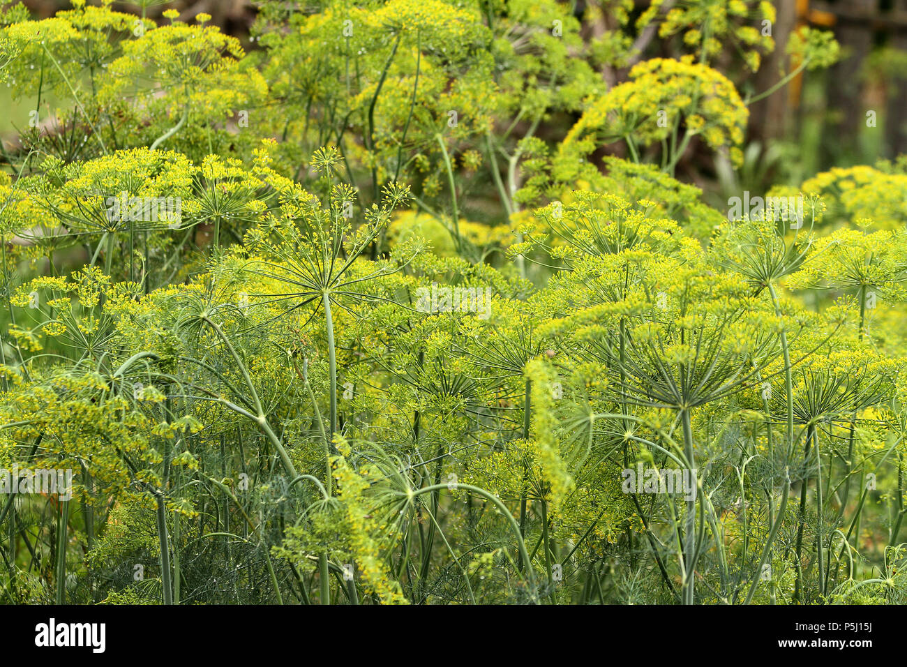 Dill bloom Fotos und Bildmaterial in hoher Auflösung Alamy