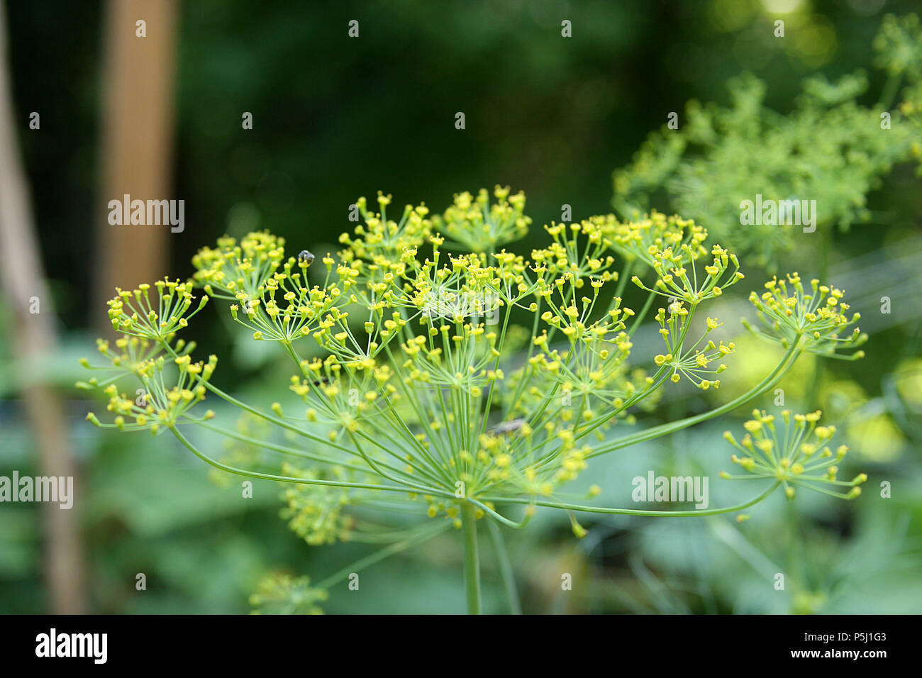 Dill bloom Fotos und Bildmaterial in hoher Auflösung Alamy