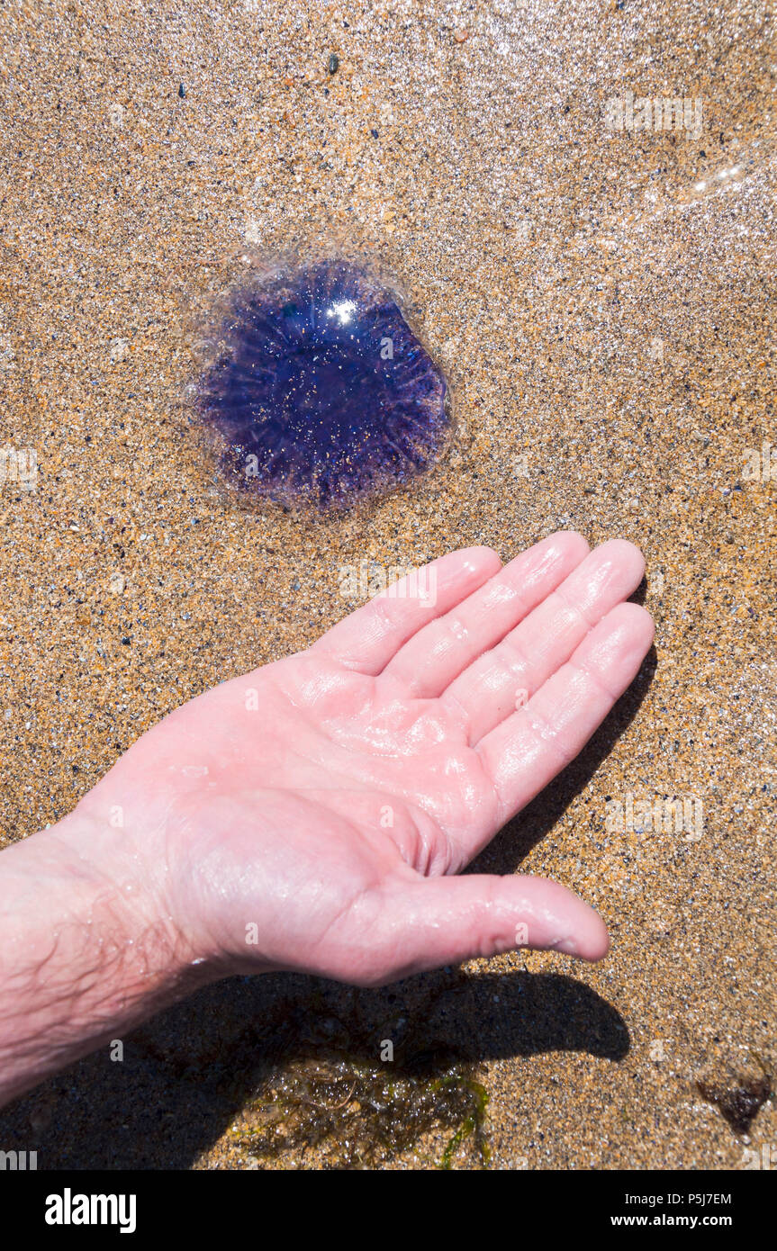 Malin Beg, Glencolumkille, County Donegal, Irland. 26. Juni 2018. Eine seltene Blaue Qualle, Cyanea lamarckii, ist auf einem Donegal Strand gesehen. Hand, als Größe Vergleich dargestellt. Diese Art Stiche und die irische Öffentlichkeit wurden gewarnt, sich der Gefahren von mehreren Arten von Nesselnde Quallen während der aktuellen heißes Wetter. Credit: Richard Wayman/Alamy leben Nachrichten Stockfoto