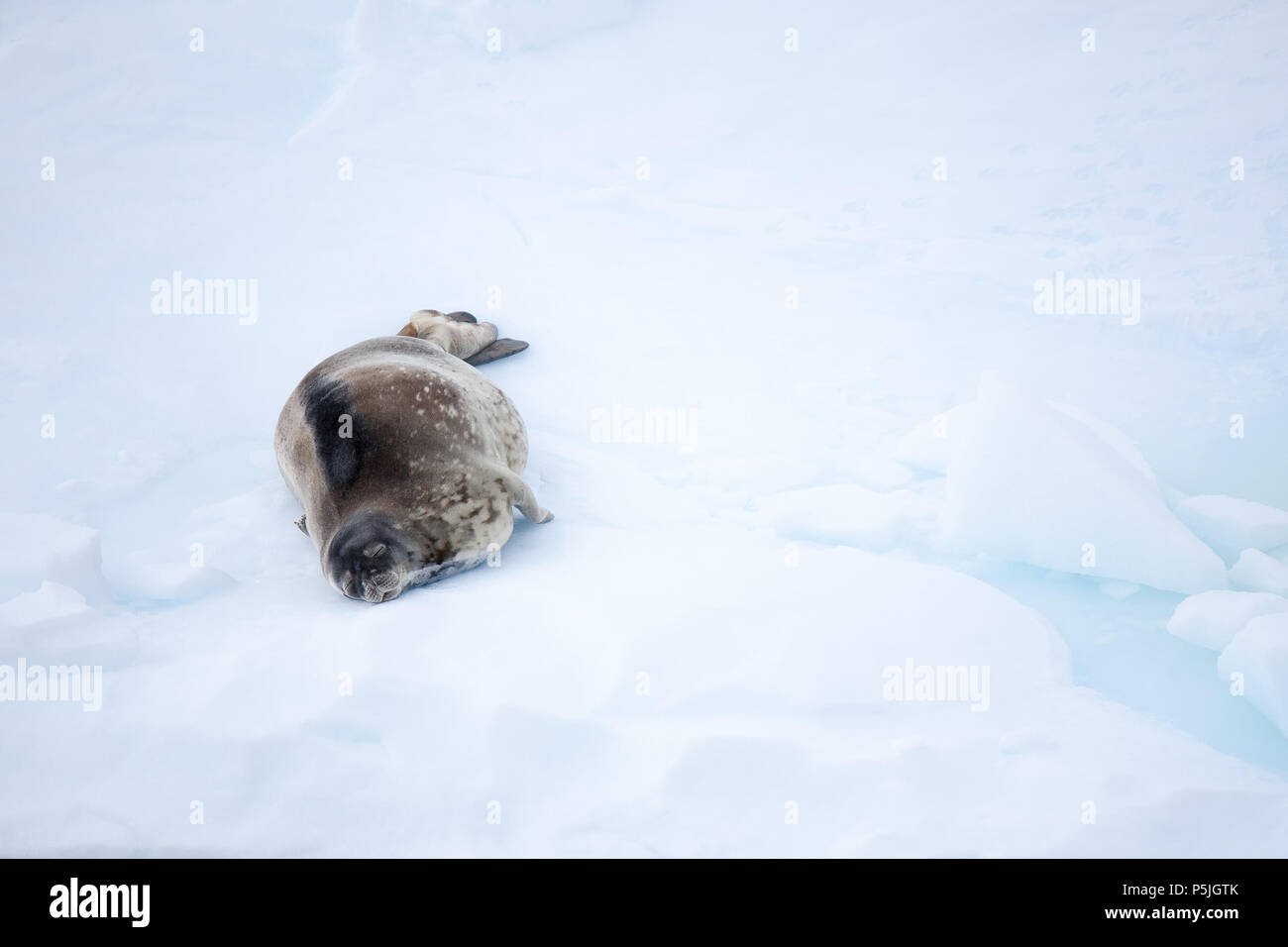 Weddell Dichtung auf einer Eisscholle in der Antarktis Stockfoto