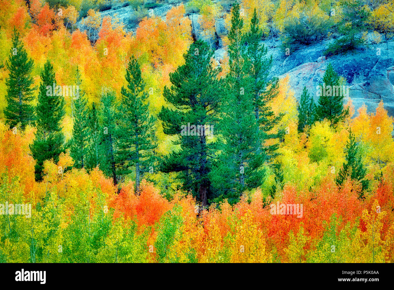 Mischwald der Espen im Herbst Farben und Tannen. Inyo National Forest. California Stockfoto