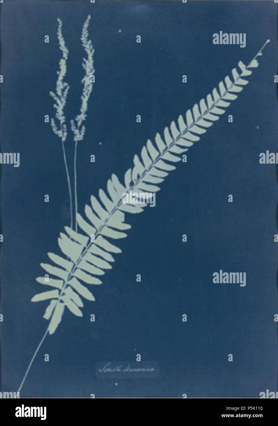 N/A. Südamerika. Cyanotypie fotogramm einer Farn Muster. ca. 1851-54. Anna Atkins (1799-1871) Alternative Namen Anna Kinder; A.A.; Anna geb. Kinder; Anna Atkins; Anna nee Kinder Beschreibung britischer Fotograf, Illustrator, Botaniker und Schriftsteller Geburtsdatum / Tod 16. März 1799 vom 9. Juni 1871 Ort der Geburt / Todes Tonbridge Kent Authority control: Q 264269 VIAF: 25669621 ISNI: 0000 0000 6681 2379 ULAN: 500001807 85243434 LCCN: n NLA: 35998164 WorldCat 104 Anna Atkins Südamerika Stockfoto