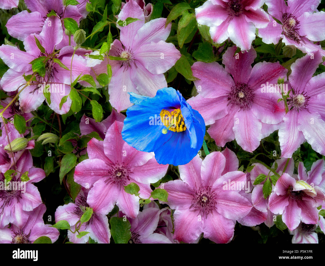 In der Nähe der Carnaby Clematis und Lone Blue Poppy. Himalaya Mohn (meconopsis x sheldonii). . Schrieners Iris Gärten. Oregon Stockfoto