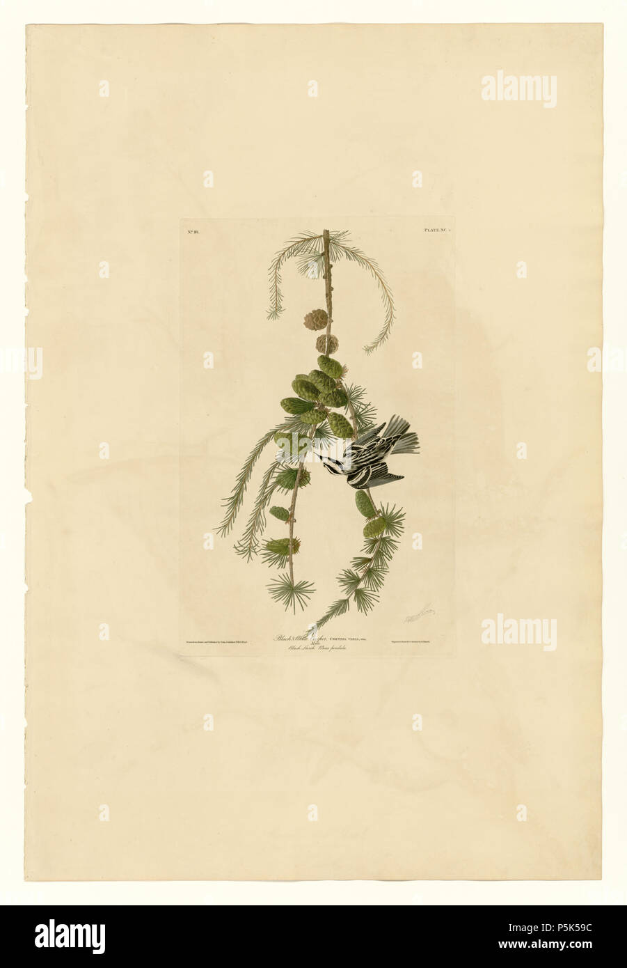 42 90 Schwarz &Amp; Weiß Kriechgang Stockfoto