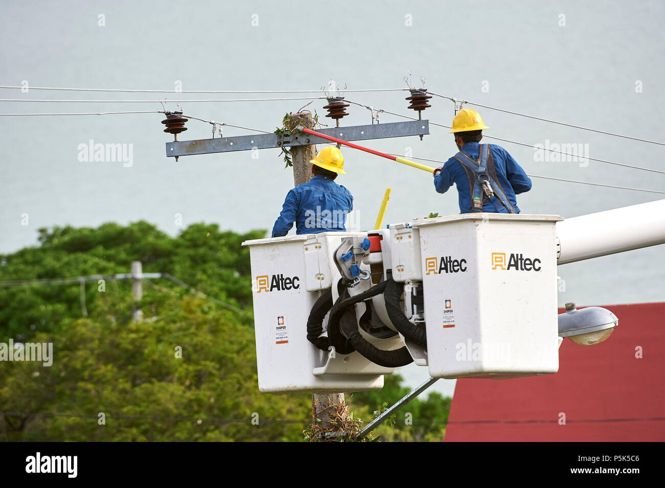 Strom Arbeitnehmer klare Reben wachsen oben Strommasten und verursachen Kurzschlüsse und Stromausfälle - San Juan Cosala, Jalisco, Mexiko Stockfoto