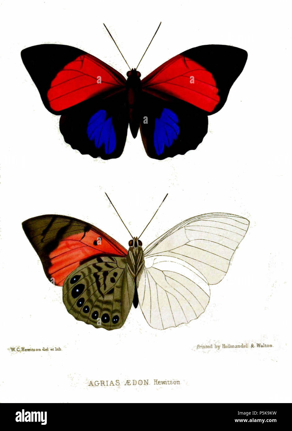 N/A. Aetis Agrias = Agrias aetis Aetis Linnaeus, 1848. 1848 (veröffentlicht 1849). William Chapman Hewitson (1806-1878) Alternative Namen Hewitson Beschreibung britischen Naturforscher und Illustrator Datum der Geburt / Tod am 9. Januar 1806 vom 28. Mai 1878 Ort der Geburt Newcastle-upon-Tyne Authority control: Q 2380448 VIAF: 32757304 ISNI: 0000 0000 8217 9657 84171604 LCCN: n Oxford Dict.: 13148 GND: 116785330 WorldCat 69 AgriasAedonHewitson Stockfoto