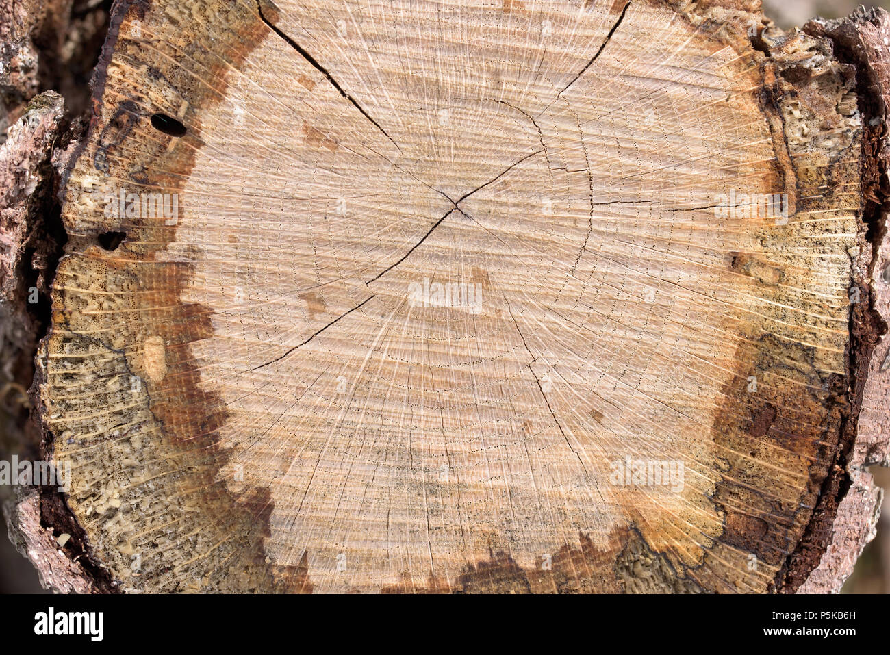 Baumstamm Scheibe. Baumstumpf gefällten Baum Stockfotografie - Alamy