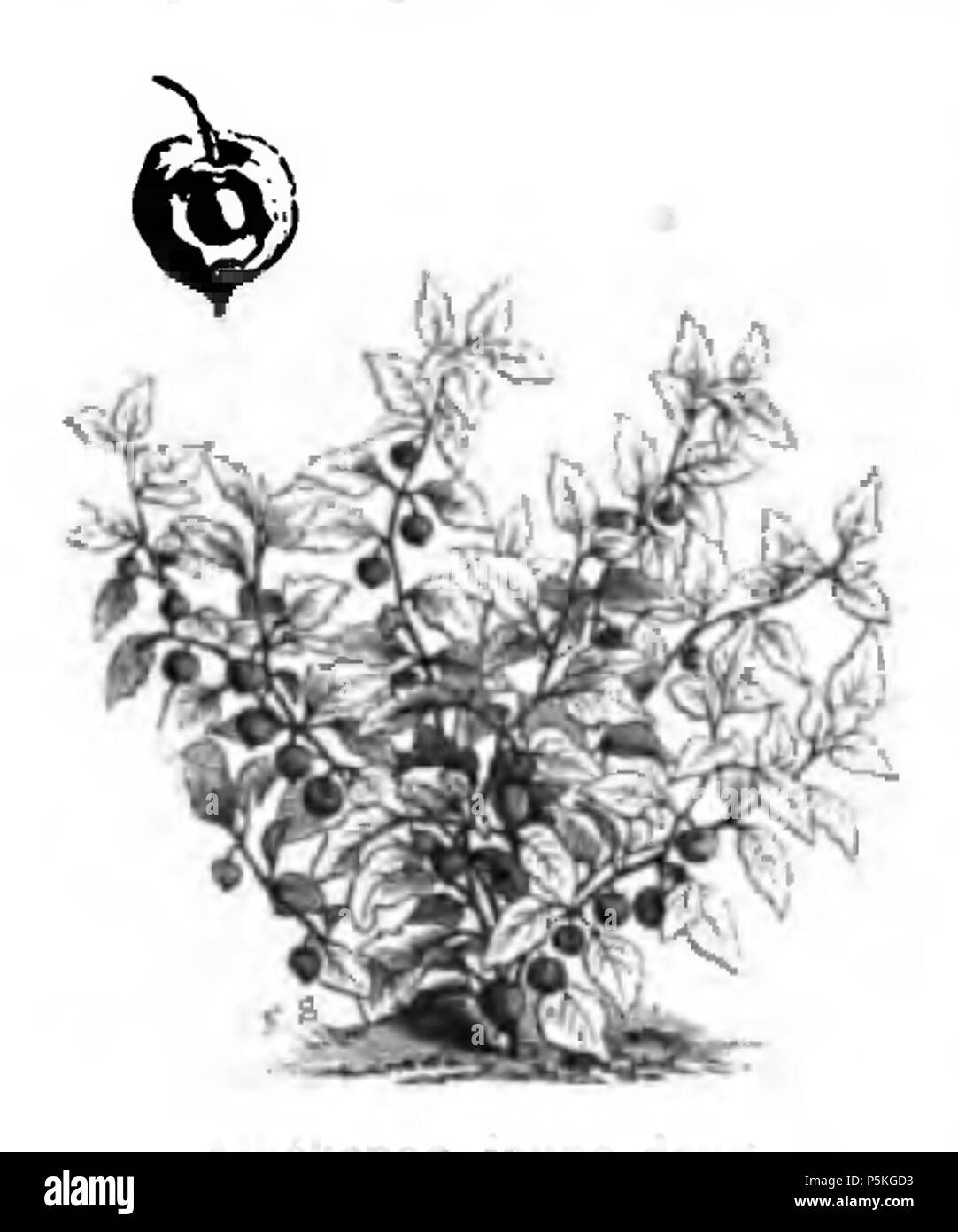 85 Alkékenge jaune doux Vilmorin-Andrieux 1883 Stockfoto