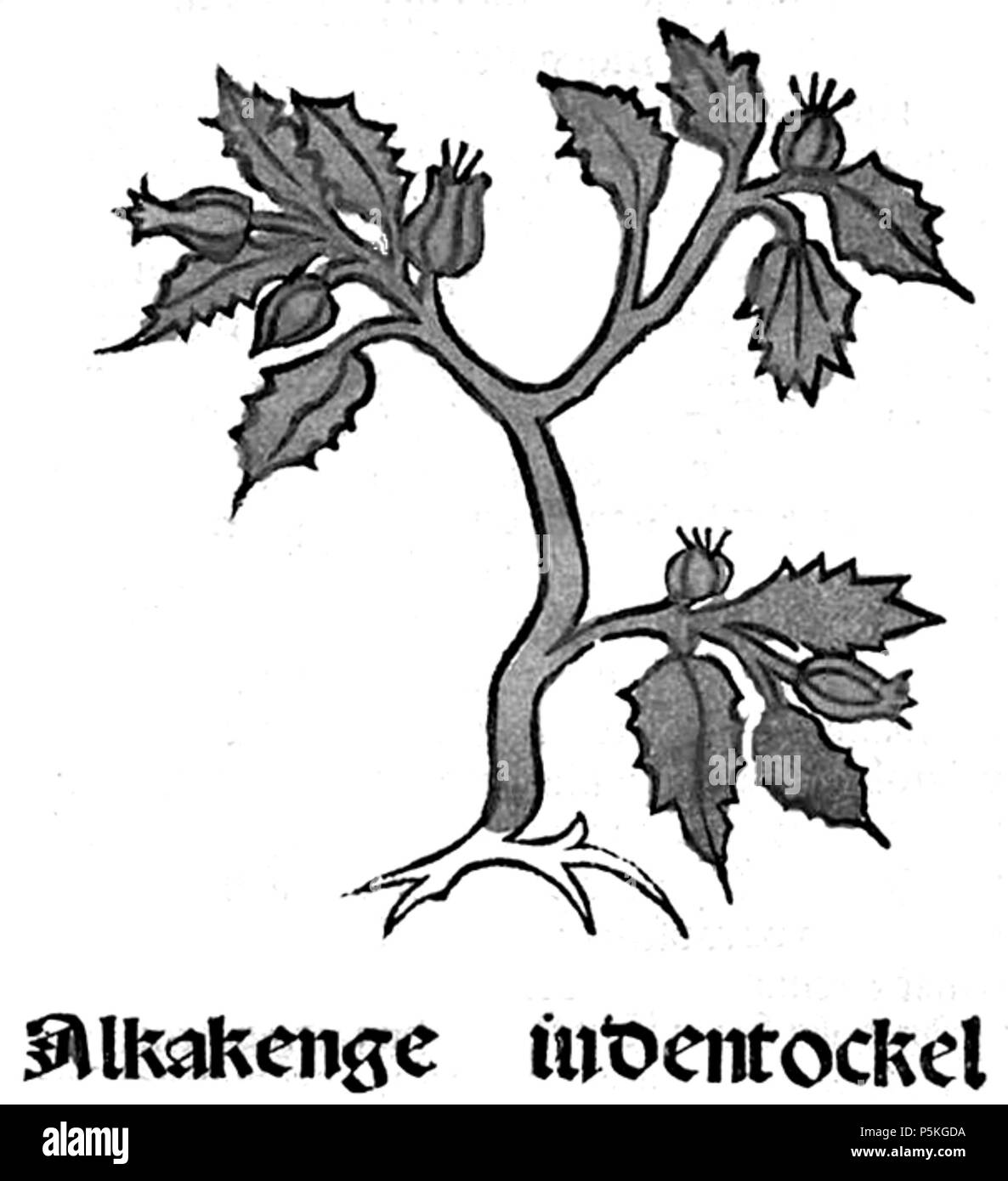 85 Alkagenge Stockfoto