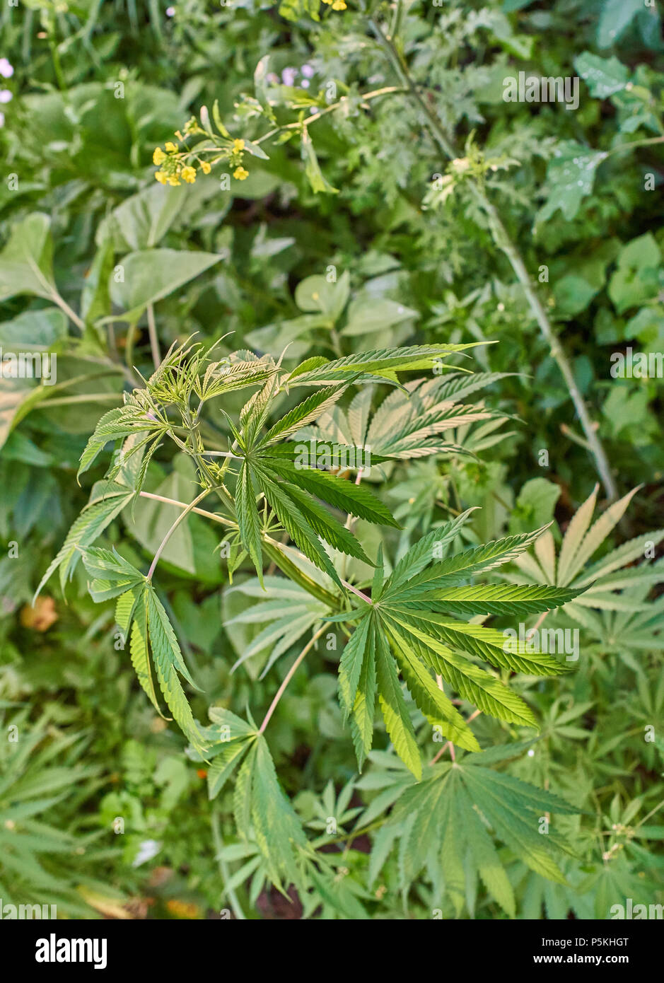 Medizinisches Marihuana wild wachsenden außerhalb in die Berge des Himalaja Stockfoto