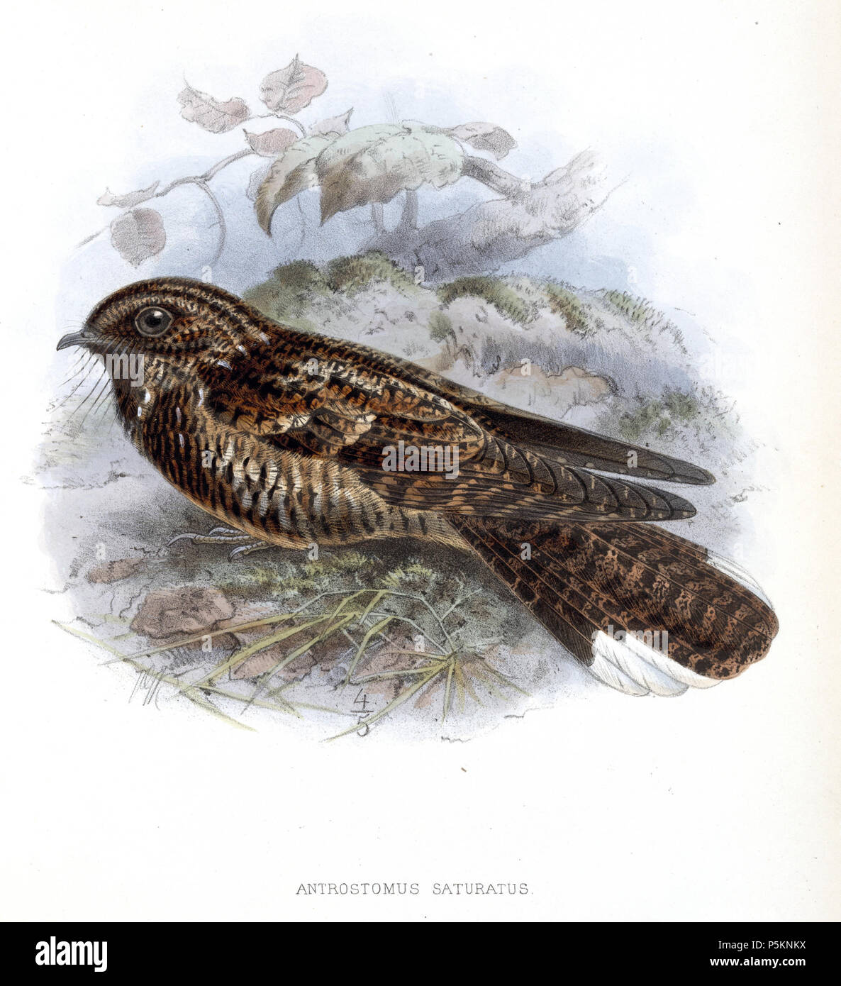 N/A. Antrostomus saturatus. 1904. John gerrard Keulemans (1842-1912) Alternative Namen Johannes Gerardus Keulemans; J. G. Keulemans Beschreibung niederländische Ornithologe und Künstler Geburtsdatum / Tod vom 8. Juni 1842 29. Dezember 1912 Ort der Geburt / Tod Rotterdam London Authority control: Q 1335286 VIAF: 42113661 ISNI: 0000 0000 6313 981 X ULAN: 500041975 98083374 LCCN: keine NLA: 35268760 WorldCat 113 AntrostomusSaturatusKeulemans Stockfoto