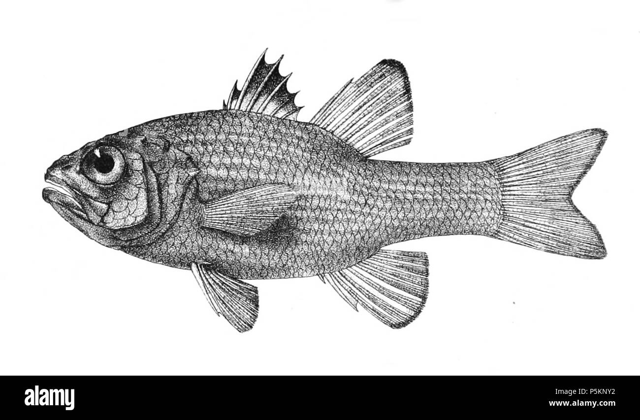 N/A. Die Namen der Arten/Identität notwendig. Die ursprüngliche Platten zeigten die Fische nach rechts und haben hier gedreht wurden. Apogon multitaeniatus. 1878. George Henry Ford (1808 - 1876) Alternative Namen G. H. Ford Beschreibung Künstler Datum der Geburt / Tod 20. Mai 1808 1876 Ort der Geburt / Todes Cape Colony London Authority control: Q VIAF: 317102730 17105498 LCCN: n 2015185868 WorldCat 115 Apogon multitaeniatus Ford 16. Stockfoto