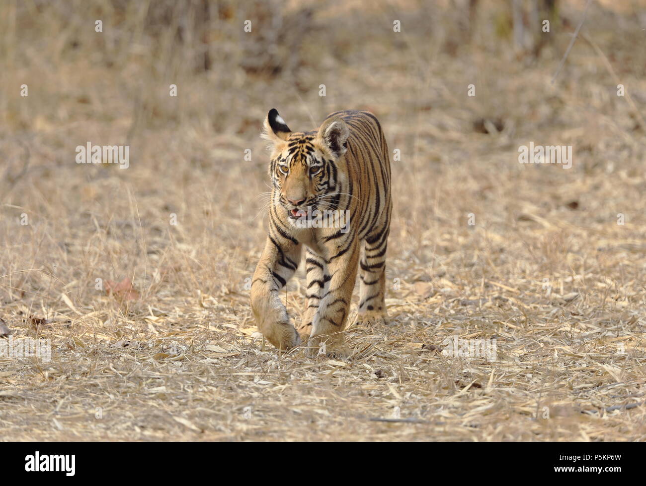Eine vier Monate alte Tiger Cub auf dem Trockenen Dschungel Bett irgendwo  in einem indischen Tiger Reserve mit ausgezeichneten Gesicht und Körper  details Stockfotografie - Alamy