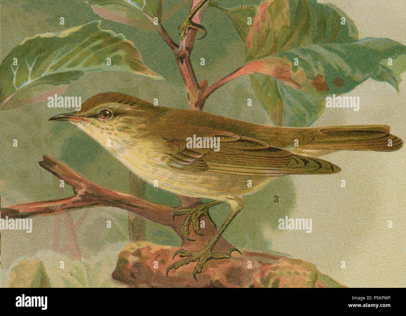 N/A. Arktis Warbler Phylloscopus Borealis. 1889. Abwandlung: Benutzer:Kersti Nebelsiek erste Version hochgeladen 16:53, 24. Mai 2003 von Jimfbleak Original: John gerrard Keulemans (1842-1912) Alternative Namen Johannes Gerardus Keulemans; J. G. Keulemans Beschreibung niederländische Ornithologe und Künstler Geburtsdatum / Tod vom 8. Juni 1842 29. Dezember 1912 Ort der Geburt / Tod Rotterdam London Authority control: Q 1335286 VIAF: 42113661 ISNI: 0000 0000 6313 981 X ULAN: 500041975 98083374 LCCN: keine NLA: 35268760 WorldCat 121 Arcticwarbler 248 Stockfoto