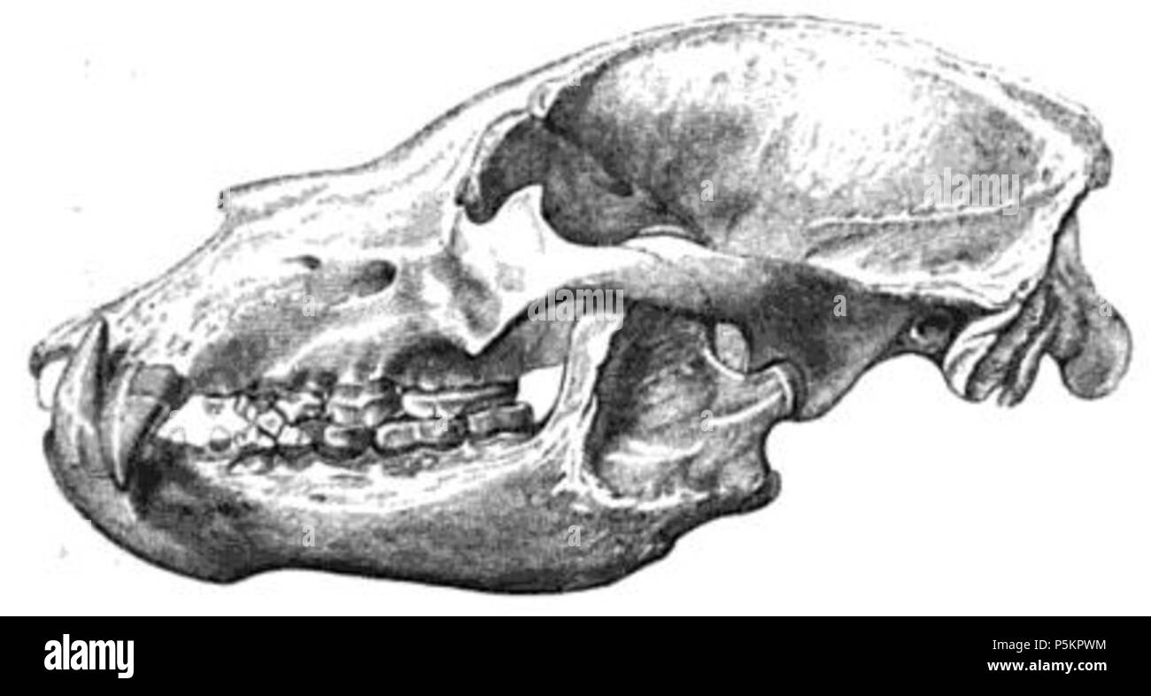N/A. Englisch: Abbildung: Polar bear Skelett. 1846. Richard Owen 121 Arctoskull Stockfoto
