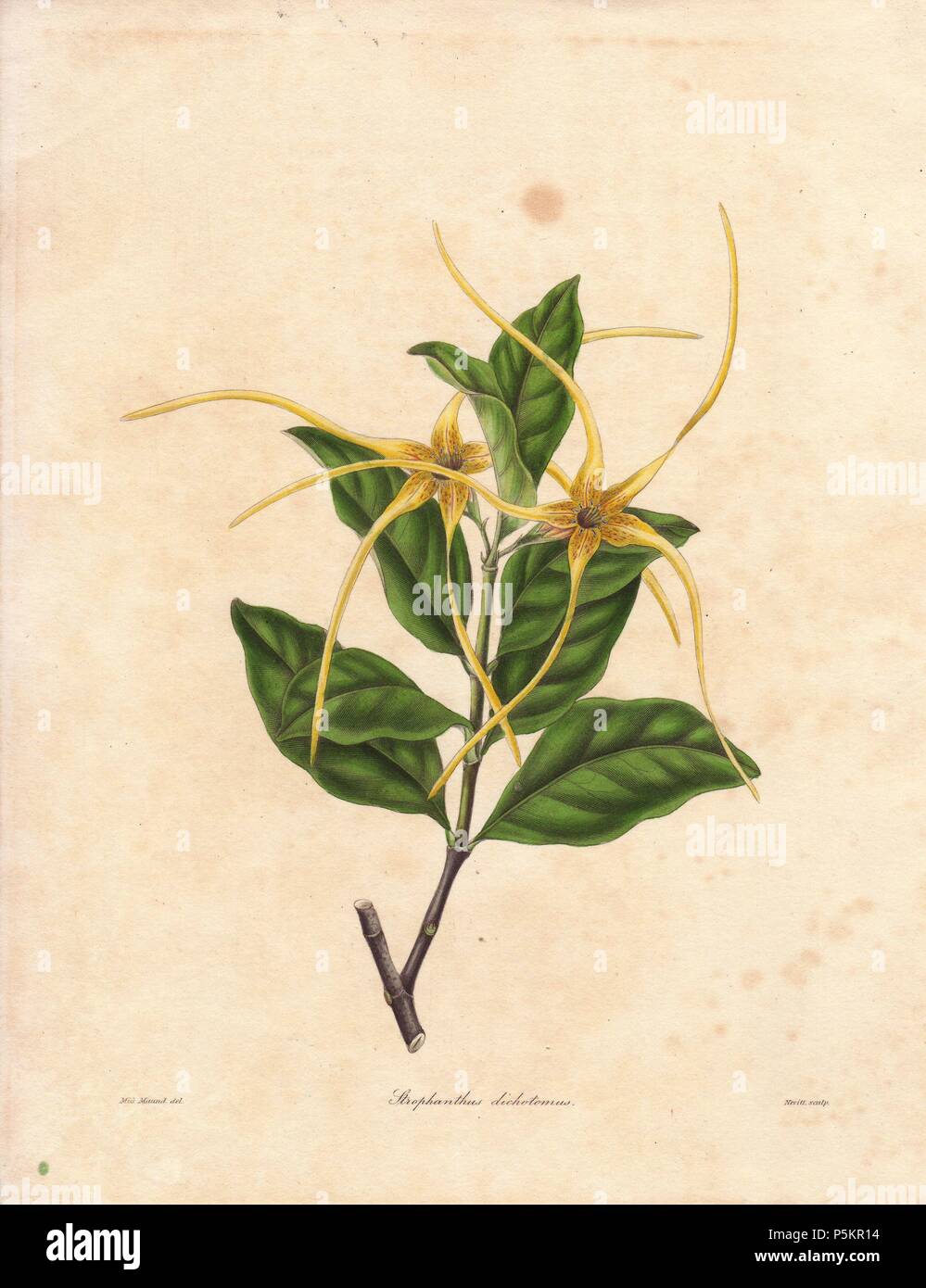 Strophanthus ist eine Gattung von Blütenpflanzen in der Familie Apocynaceae, native hauptsächlich im tropischen Afrika mit wenigen Arten in Asien. Der Name (strophos Anthos, "Twisted cord Blume") leitet sich aus dem langen Twisted fadenförmigen Segmente der Corolla.. . Benjamin Maund der Botaniker war ein 5-Serien, dass 250 neue Anlagen von 1836 bis 1842 eingeführt. Die Serie ist bekannt für seine vielen weiblichen Künstler: die Platten wurden von maund's Töchter Sara und Eliza, Augusta Widerrist, Priscilla begraben, Jane Taylor, Frau R. Mühlen unter anderem gezeichnet. Die andere Eigenschaft ist teilweise färben - viele der Stockfoto