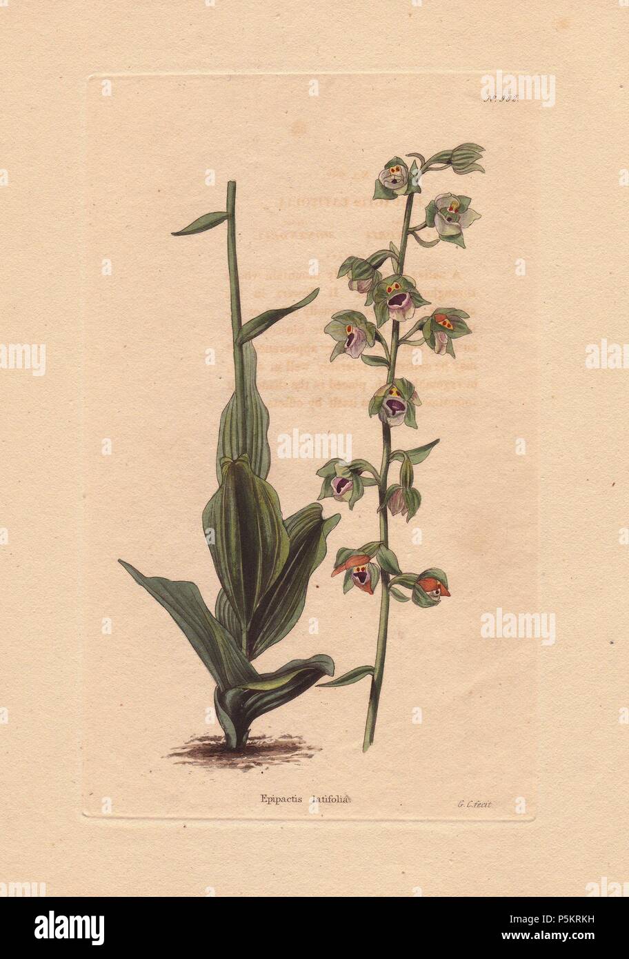 Epipactis latifolia. Waldvögelein mit lila Blüten. "Ein Eingeborener der kühlen, schattigen Bergwald in ganz Europa. Sie blüht im Sommer, der Stamm ist in der Regel ein Fuß oder eher in der Höhe: die Blüten sind neugierig und haben ein schmuddeliges Aussehen.". Gezeichnet und durch G.Cooke eingraviert. . Conrad Loddiges und Söhne veröffentlicht ein bebilderter Katalog von Pflanzen ist die Gärtnerei Die botanische Cabinet berechtigt. Das monatliche Magazin 10 Hand - farbige Illustrationen und lief von 1817 bis 1833 insgesamt 2.000 Platten. Die Veröffentlichung führte viele exquisite Kamelien aus China, exotischen Orchideen und Lilie Stockfoto