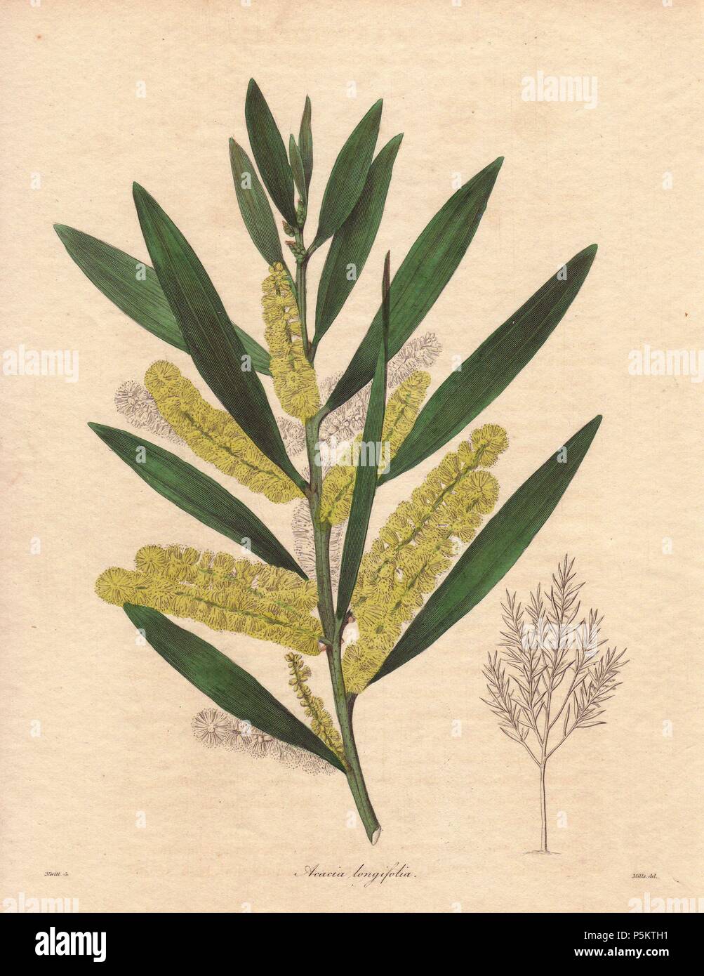 Acacia longifolia. . Akazie mit einem ashy Braun geradschaft zwischen 3 und 6 Meter in der Höhe, mit Zitrone - farbige Blumen und lange, Speer - geformte Blätter. Die Blumen geben ein schwacher Geruch ähnliche Blüte zu Pfirsich, wegen der Anwesenheit von Blausäure. Ein Eingeborener von New Holland (Australien). Die Einführung von Großbritannien im Jahr 1792. . Zeichnung von Frau R. Mühlen, gestochen von nevitt. Eine Niederlassung in Blume ist in Farbe gezeigt, und eine Gravur auf der rechten Seite zeigt den vollständigen Baum. . . Frau R. Mühlen (1836~1842) aktiv: Sie war auch der Illustrator für Knowles und Westcott des floralen Cabinet (1837 Stockfoto