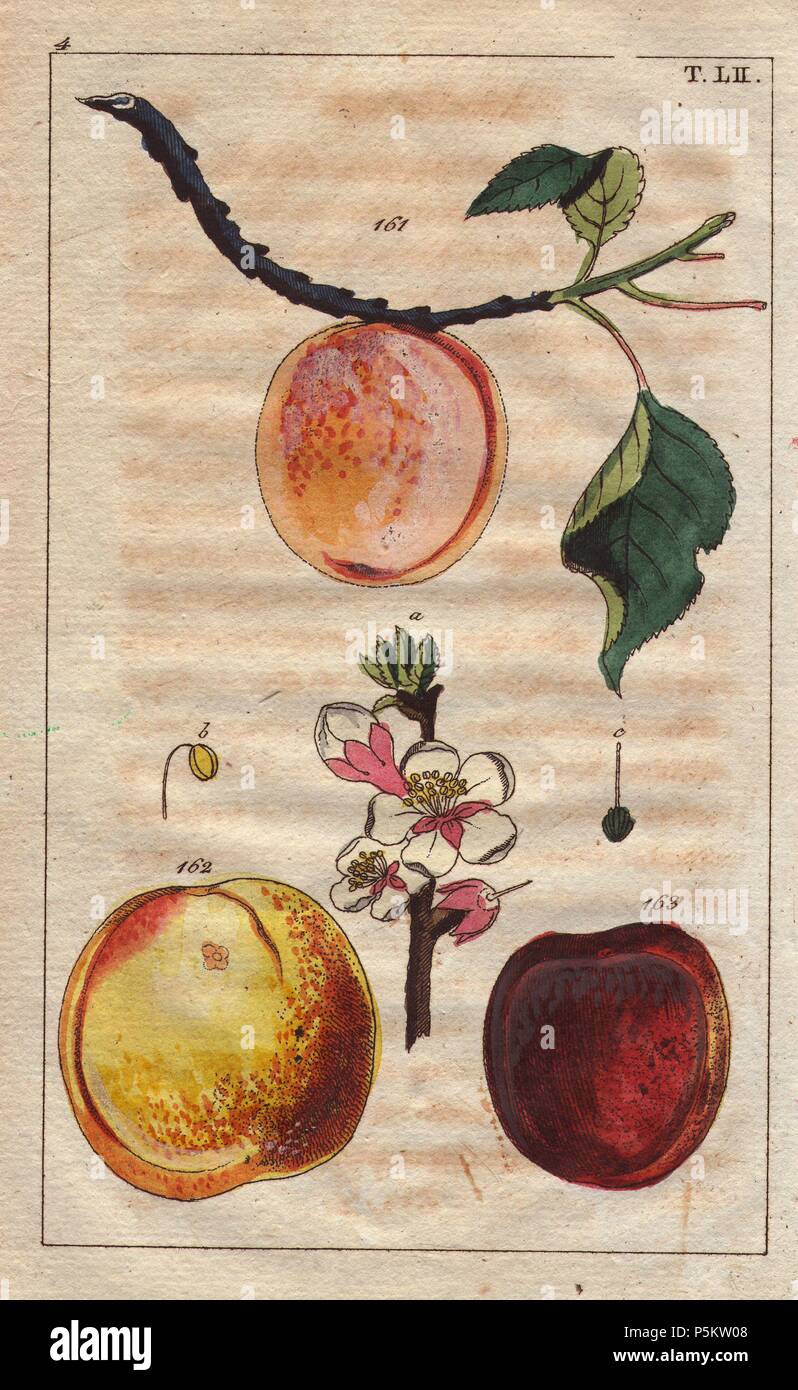 Reife Früchte, Blüten und Blätter der Aprikose Sorten, Prunus Armeniaca: Aprikose, Ananas Aprikose und großen frühen Apricot. Papierkörbe Kupferstich eines botanischen Illustration von G. T. Wilhelm's 'Unterhaltungen aus der Naturgeschichte" (Enzyklopädie), Wien, 1816. Gottlieb Tobias Wilhelm (1758-1811) war ein bayerischer Priester und Naturforscher in Augsburg, wo die erste Ausgabe veröffentlicht wurde. Stockfoto