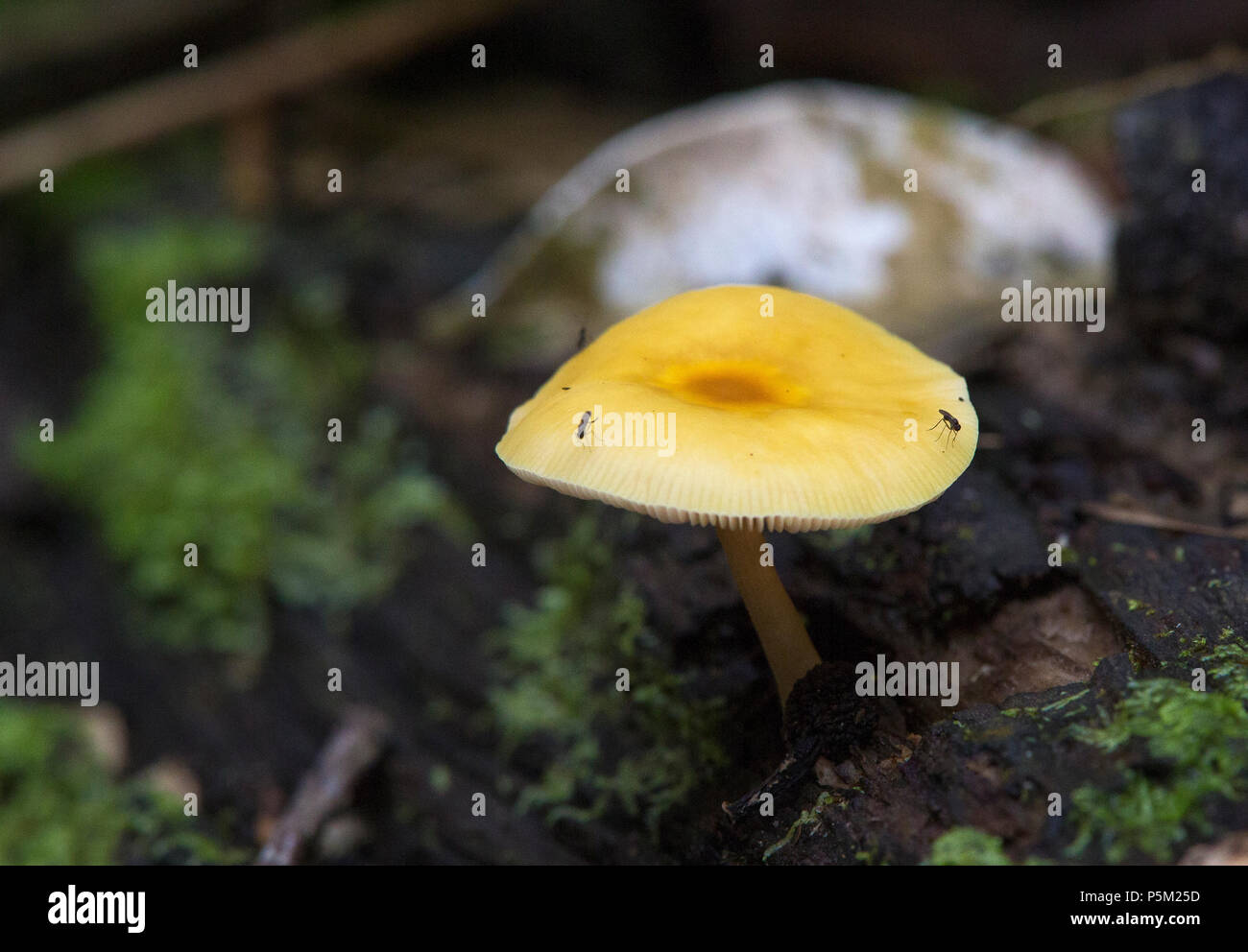 Pilz wächst im Regenwald, Ranomafana, Madagasgar Stockfoto