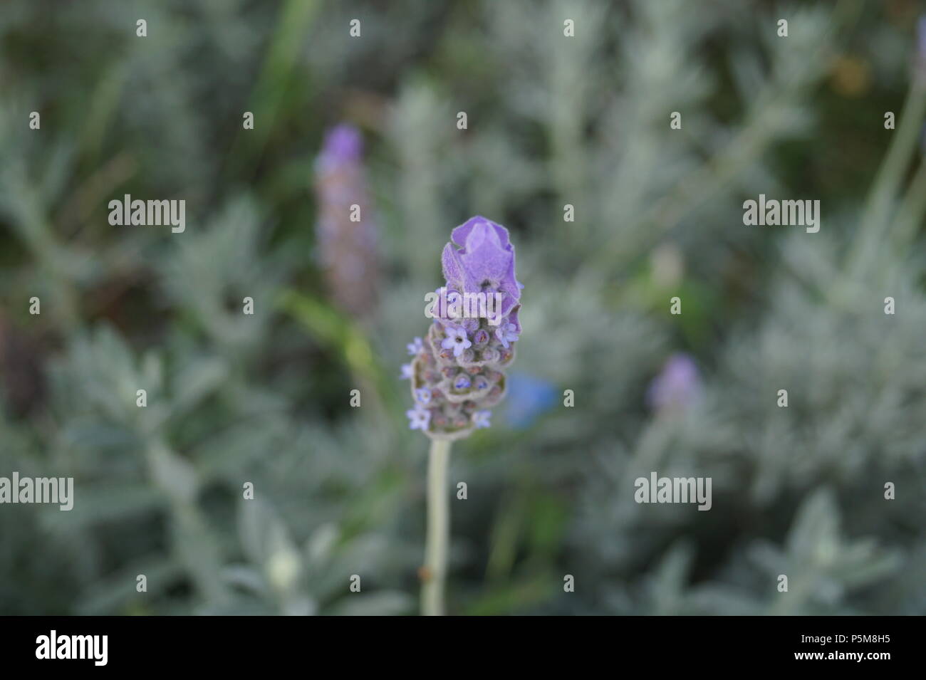 Violett apartment Stockfoto