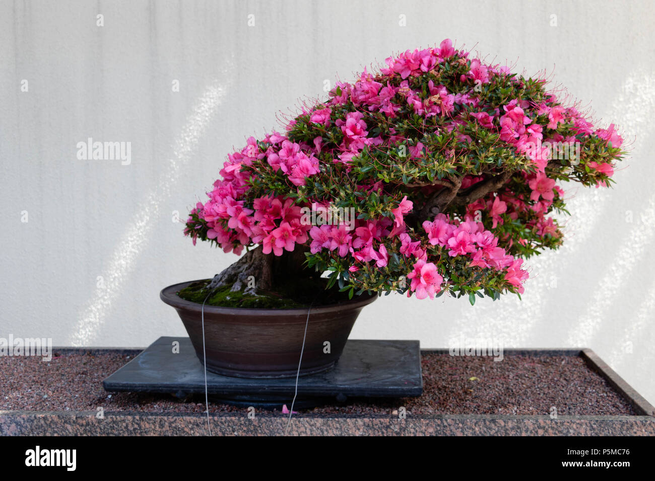 Ein Rosa Azalee Bonsai Baum in den Botanischen Garten in Montreal, Kanada  Stockfotografie - Alamy