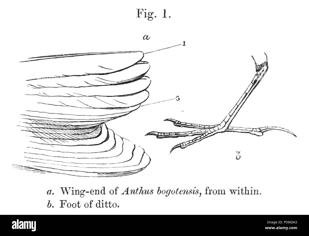 N/A. Englisch: "anthus bogotensis" = Anthus bogotensis (Paramo Pieper) - Flügel - Ende von innerhalb und Fuß Français: "anthus bogotensis" = Anthus bogotensis (Pieper du páramo) - fin de l'aile, Vue de l'Intérieur, et Patte. 1878. Philip Sclater (1829-1913) Alternative Namen Philip Lutley Sclater; Sclater; S. L. Sclater Beschreibung britischen Anwalt und Zoologe Geburtsdatum / Tod 4. November 1829 vom 27. Juni 1913 Ort der Geburt / Todes Tanger Park in Hampshire Odiham Authority control: Q 435725 VIAF: 44414898 ISNI: 0000 0001 2130 4554 85085981 LCCN: n NLA: 35811272 Open Library: OL 2411272 eine Wo Stockfoto