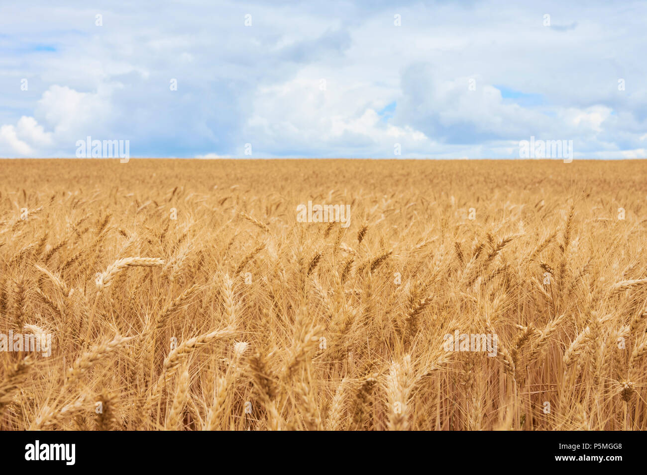 Detail der Maiskolben im Feld unter Himmel mit Wolken Stockfoto