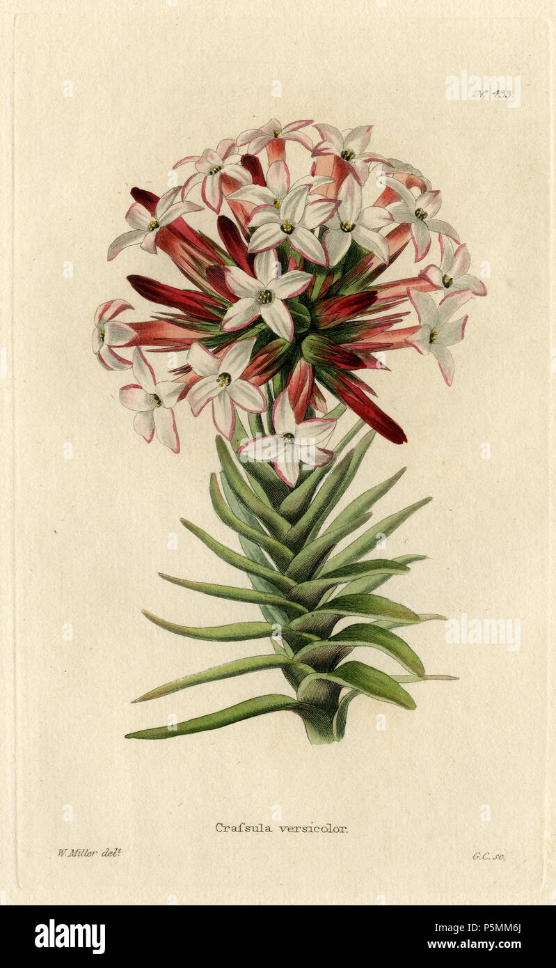 N/A. Crassula versicolor (Loddiges 433) Zeichnung von William Miller eingraviert durch G Cooke, Im botanischen Schaltschrank bestehend aus farbigen Abgrenzungen von Pflanzen aus allen Ländern veröffentlicht. Platten von George Cooke. Conrad Loddiges. London: John & Arthur Arch, 1818. 1818. William Miller (1796-1882) Alternative Namen William Frederick ich Miller; William Frederick, ich Miller Beschreibung schottischen Graveur Geburtsdatum / Tod 28. Mai 1796 vom 20. Januar 1882 Ort der Geburt / Todes Edinburgh Sheffield Authority control: Q 2580014 VIAF: 75215312 ISNI: 0000 0000 6708 7623 ULAN: 500003200 LCCN: n 822407 Stockfoto