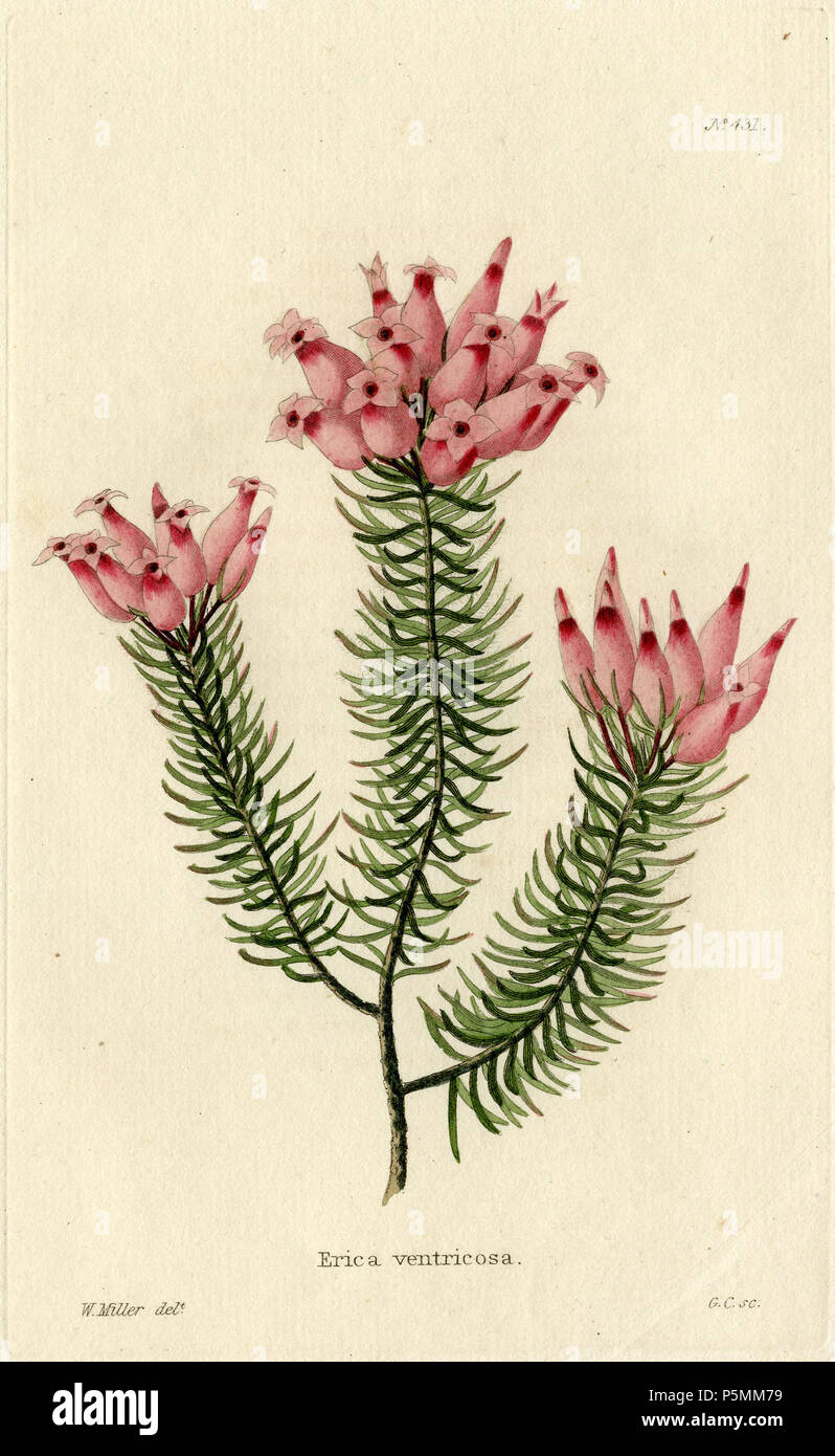 N/A. Erica ventricosa (Loddiges 431) Zeichnung von William Miller eingraviert durch G Cooke, Im botanischen Schaltschrank bestehend aus farbigen Abgrenzungen von Pflanzen aus allen Ländern veröffentlicht. Platten von George Cooke. Conrad Loddiges. London: John & Arthur Arch, 1818. 1818. William Miller (1796-1882) Alternative Namen William Frederick ich Miller; William Frederick, ich Miller Beschreibung schottischen Graveur Geburtsdatum / Tod 28. Mai 1796 vom 20. Januar 1882 Ort der Geburt / Todes Edinburgh Sheffield Authority control: Q 2580014 VIAF: 75215312 ISNI: 0000 0000 6708 7623 ULAN: 500003200 82240733 LCCN: n Stockfoto