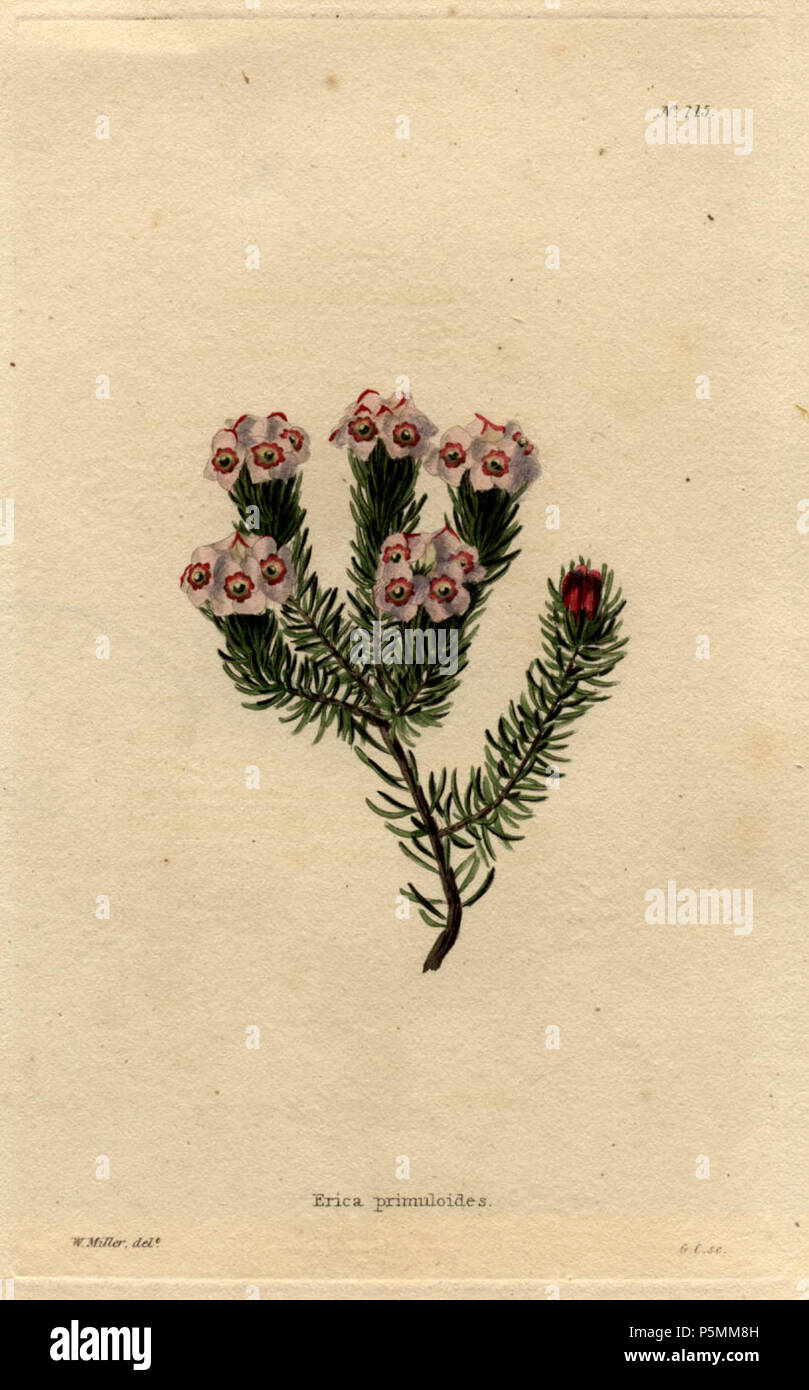 N/A. Erica Loddiges primuloides (715) Zeichnung von William Miller durch G Cooke graviert, in der Botanische Cabinet, bestehend aus farbigen Abgrenzungen von Pflanzen aus allen Ländern veröffentlicht. Platten von George Cooke. Conrad Loddiges. London: John & Arthur Arch, 1818. 1818. William Miller (1796-1882) Alternative Namen William Frederick ich Miller; William Frederick, ich Miller Beschreibung schottischen Graveur Geburtsdatum / Tod 28. Mai 1796 vom 20. Januar 1882 Ort der Geburt / Todes Edinburgh Sheffield Authority control: Q 2580014 VIAF: 75215312 ISNI: 0000 0000 6708 7623 ULAN: 500003200 82240733 LCCN: n Stockfoto