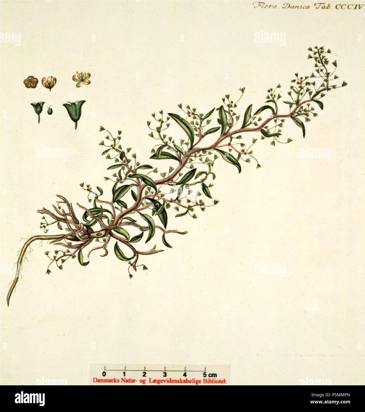 N/A. Englisch: Atriplex pedunculata" synonym: Halimione pedunculata" Nederlands: Gesteelde zoutmelde. Flora Danica Georg Christian Oeder e.a. (1761-1888) 148 Atriplex pedunculata" Stockfoto