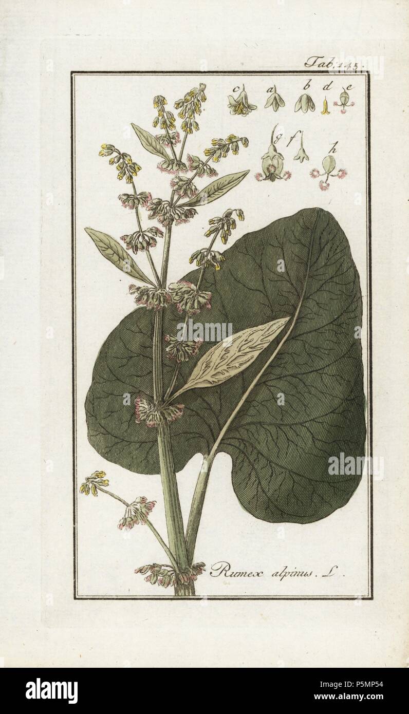 Alpine Dock oder Mönch Rhabarber, Rumex alpinus. Papierkörbe Kupferstich botanischen Gravur von Johannes Zorn's 'Afbeelding der Artseny-Gewassen", Jan Christiaan Sepp, Amsterdam, 1796. Zorn zuerst veröffentlicht seine medizinischen Botanik in Nürnberg im Jahr 1780 illustriert mit 500 Platten und eine niederländische Ausgabe, gefolgt 1796 von J.C. veröffentlicht. Sepp mit einem zusätzlichen 100 Platten. Zorn (1739-1799) war ein deutscher Apotheker und Botaniker, der medizinische Pflanzen aus ganz Europa für seinen "Icones plantarum medicinalium" für Apotheker und Ärzte gesammelt. Stockfoto