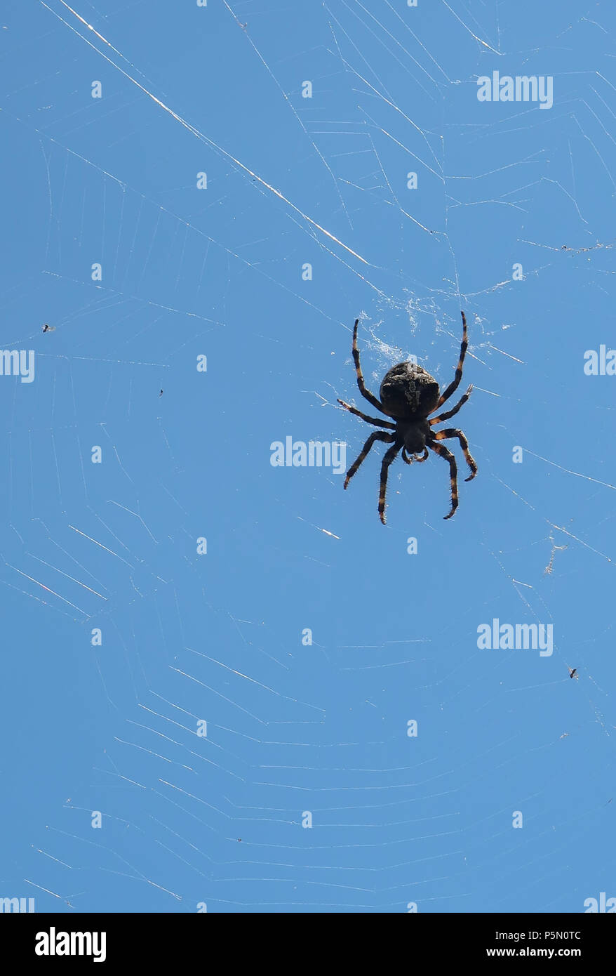Schwarze Witwe Spinne Stockfoto