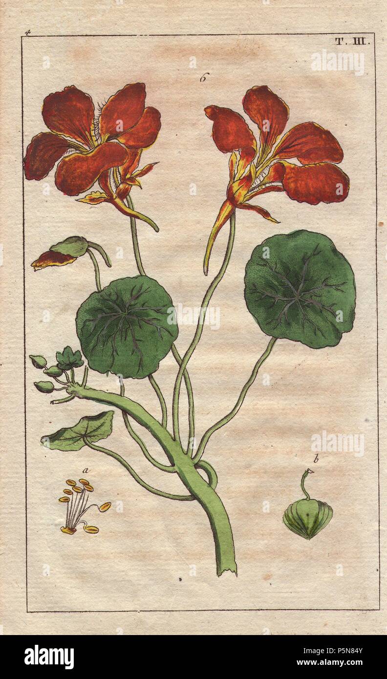 Indische Brunnenkresse mit roten Blumen, Tropacolum majus. Papierkörbe Kupferstich eines botanischen Illustration von G. T. Wilhelm's 'Unterhaltungen aus der Naturgeschichte" (Enzyklopädie), Wien, 1816. Gottlieb Tobias Wilhelm (1758-1811) war ein bayerischer Priester und Naturforscher in Augsburg, wo die erste Ausgabe veröffentlicht wurde. Stockfoto