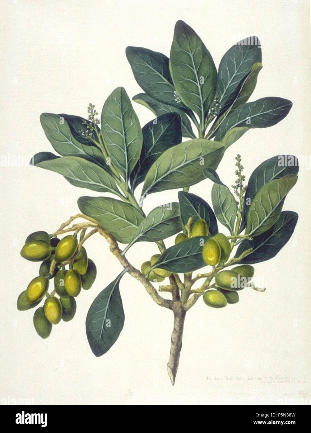 N/A. Corynocarpus laevigatus, (Corynocarpaceae), 'Karaka'. zwischen 1768 und 1771. John Frederick Miller 383 Corynocarpuslaevigatus Stockfoto