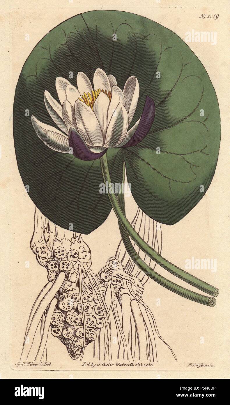 Schale - blühende Seerose mit großen weißen Blüten vor der Runde lily Pad..  . Nymphaea nitida. . Papierkörbe Kupferstich aus botanischer Illustration  von Sydenham Edwards von William Curtis's Botanical Magazine' 1790-1800  Stockfotografie - Alamy