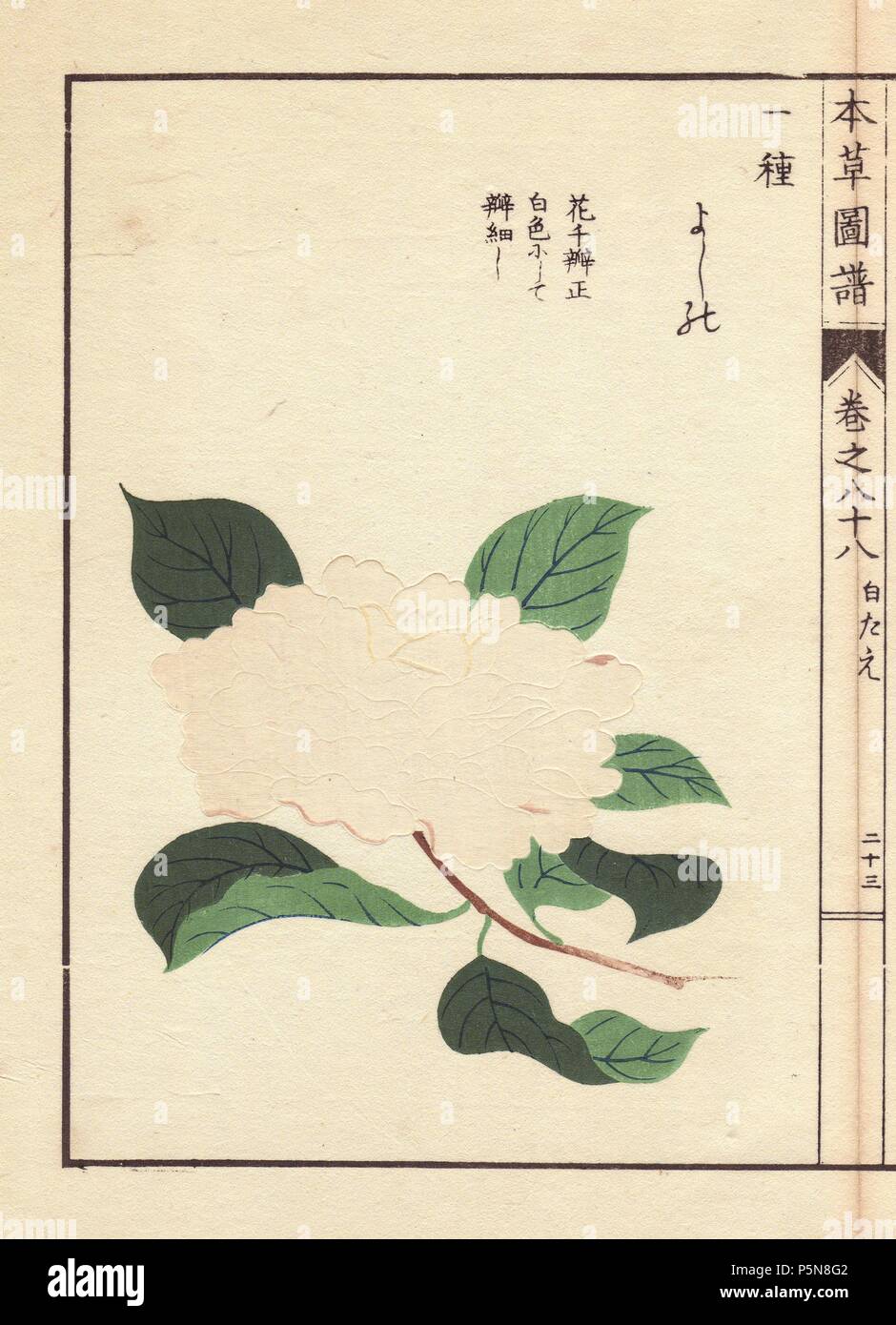 Weiße Kamelie 'Yoshino'. . Thea japonica Nois. Flore pleno forma. Farbe gedruckten Holzschnitt Kupferstich von Kan'en Iwasaki von "Honzo Zufu", eine illustrierte Anleitung zu Heilpflanzen, 1884. Iwasaki (1786-1842) war ein japanischer Botaniker, Entomologe und Zoologe. Er war einer der ersten japanischen Botaniker westlichen Wissens in seine Studien zu integrieren. Stockfoto