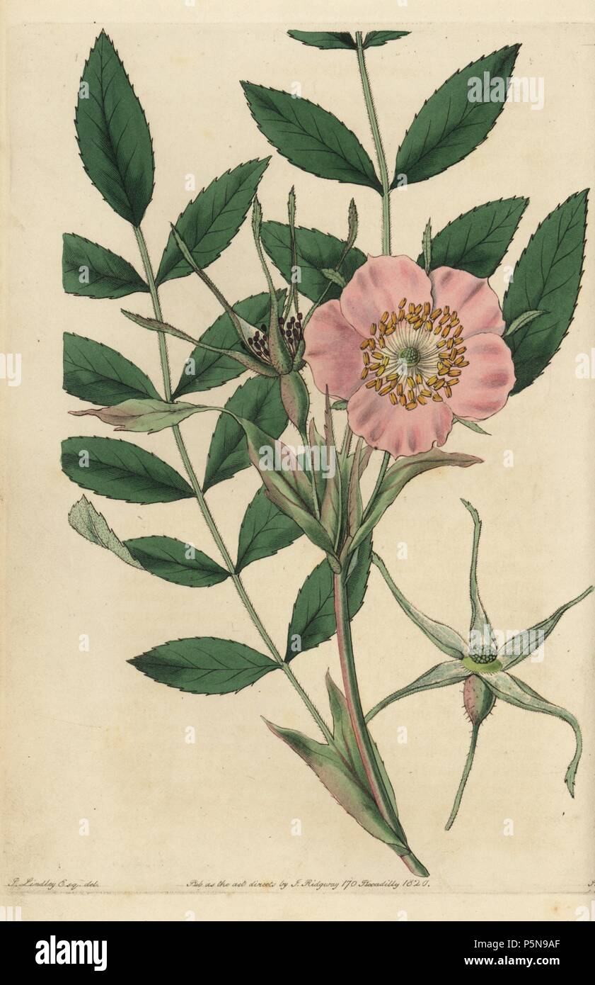 Rosa macrophylla mit rosa Blüten, Knospen und Blätter. Papierkörbe Kupferstich von Watt graviert aus eine Illustration von John Lindley aus seinem eigenen "Monographia Rosarum oder einem botanischen Geschichte der Rosen", London, Ridgeway, 1820. Lindley (1799-1865) war ein englischer Botaniker spezialisiert auf Rosen und Orchideen. Lindley schrieb und illustrierte Monografie, wenn gerade 22 Jahre alt. Er ging zu dem "botanischen Registrieren' von 1829 bis 1847 zu bearbeiten. Stockfoto