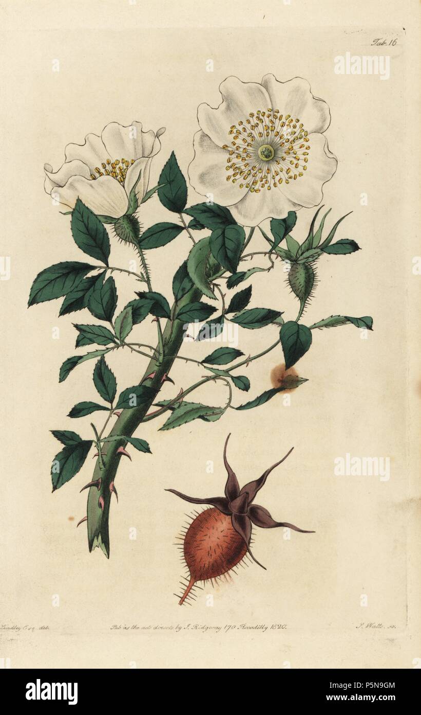 China Rose, Rosa sinica, mit weißen Blumen und behaarte Bud. Papierkörbe Kupferstich von Watt graviert aus eine Illustration von John Lindley aus seinem eigenen "Monographia Rosarum oder einem botanischen Geschichte der Rosen", London, Ridgeway, 1820. Lindley (1799-1865) war ein englischer Botaniker spezialisiert auf Rosen und Orchideen. Lindley schrieb und illustrierte Monografie, wenn gerade 22 Jahre alt. Er ging zu dem "botanischen Registrieren' von 1829 bis 1847 zu bearbeiten. Stockfoto
