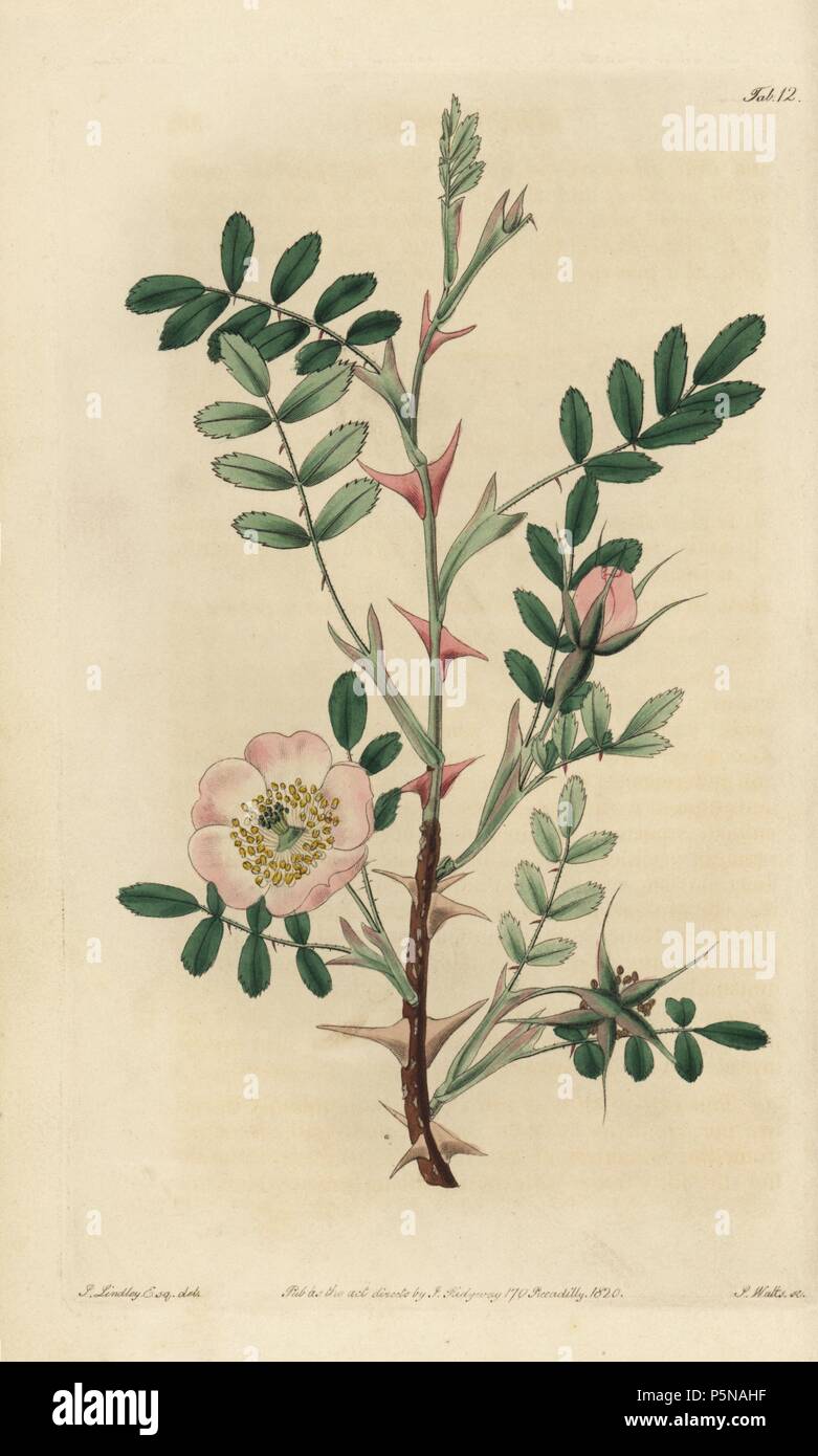 Rosa sericea mit rosa gefärbten Blüten, Knospen und großen rosa Dornen. Papierkörbe Kupferstich von Watt graviert aus eine Illustration von John Lindley aus seinem eigenen "Monographia Rosarum oder einem botanischen Geschichte der Rosen", London, Ridgeway, 1820. Lindley (1799-1865) war ein englischer Botaniker spezialisiert auf Rosen und Orchideen. Lindley schrieb und illustrierte Monografie, wenn gerade 22 Jahre alt. Er ging zu dem "botanischen Registrieren' von 1829 bis 1847 zu bearbeiten. Stockfoto