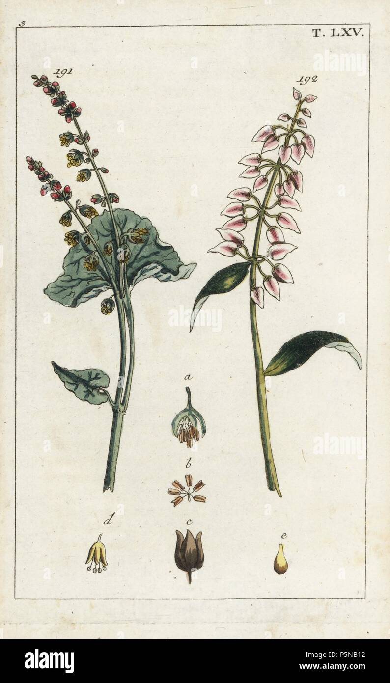 Garten Sauerampfer, Rumex acetosus 191 und Garten Geduld, Rumex patientia 192. Papierkörbe Kupferstich eines botanischen Illustration von G. T. Wilhelm's 'Unterhaltungen aus der Naturgeschichte" (Enzyklopädie), Augsburg, 1811. Gottlieb Tobias Wilhelm (1758-1811) war ein Geistlicher und Naturforscher in Augsburg, Bayern. Stockfoto