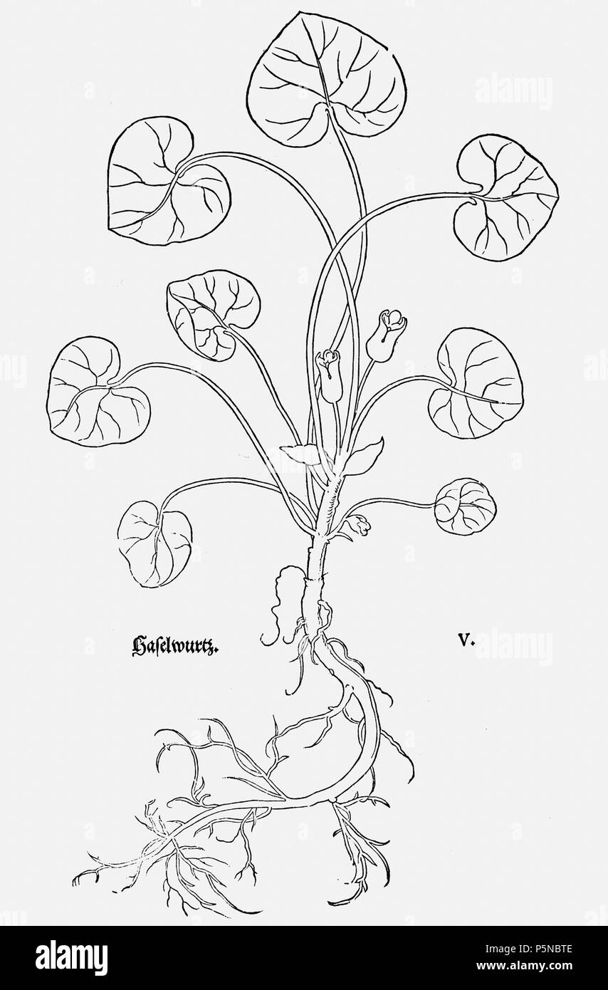 142 Klippan Fuchs Stockfoto